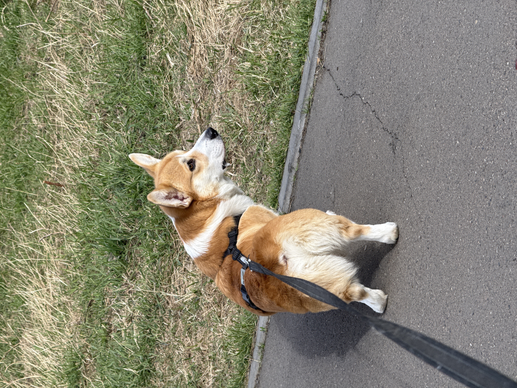 A Welsh Corgi dog on a black leash stands on a paved walkway next to a grassy area. The dog has a brown and white coat, a black harness, and is looking to the left of the frame. The paved walkway has some cracks. The grassy area consists of green and dead grass. The scene appears to be located outdoors. There is no information about the location in the city of Krasnoyarsk, Russia.