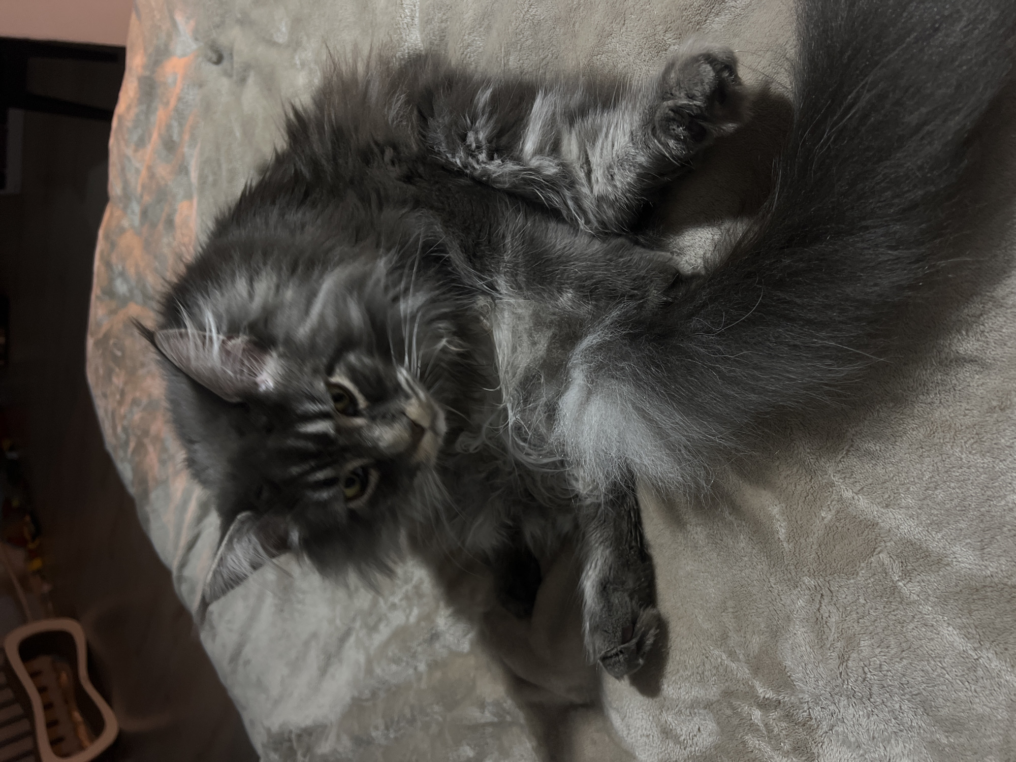 A grey, long-haired cat with yellow eyes is sitting on a beige blanket. The cat is in the center of the frame and is facing slightly to the left. Its tail is curled around its body. The background is blurry and appears to be a room with some furniture. The image was taken indoors at night. The location in the city of Ternopil, Ukraine, is not specified.