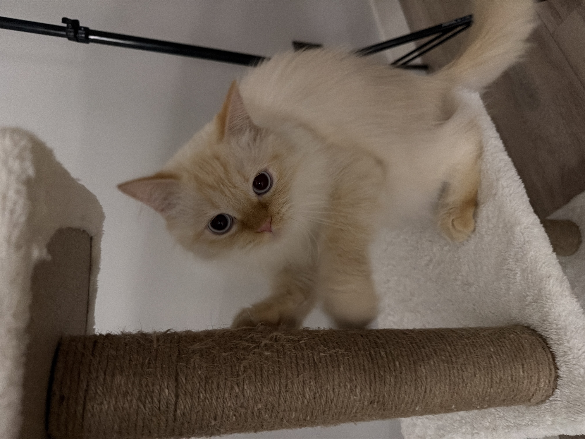 A cream-colored cat with blue eyes is perched on a white, plush surface, reaching a paw out to scratch a sisal rope-wrapped pillar. The cat's body is partially obscured by its fluffy tail and the pillar. In the background, a black tripod and a wall are visible. The floor appears to be wood-laminate. There is no indication of the location being Çekmeköy, Turkey.
