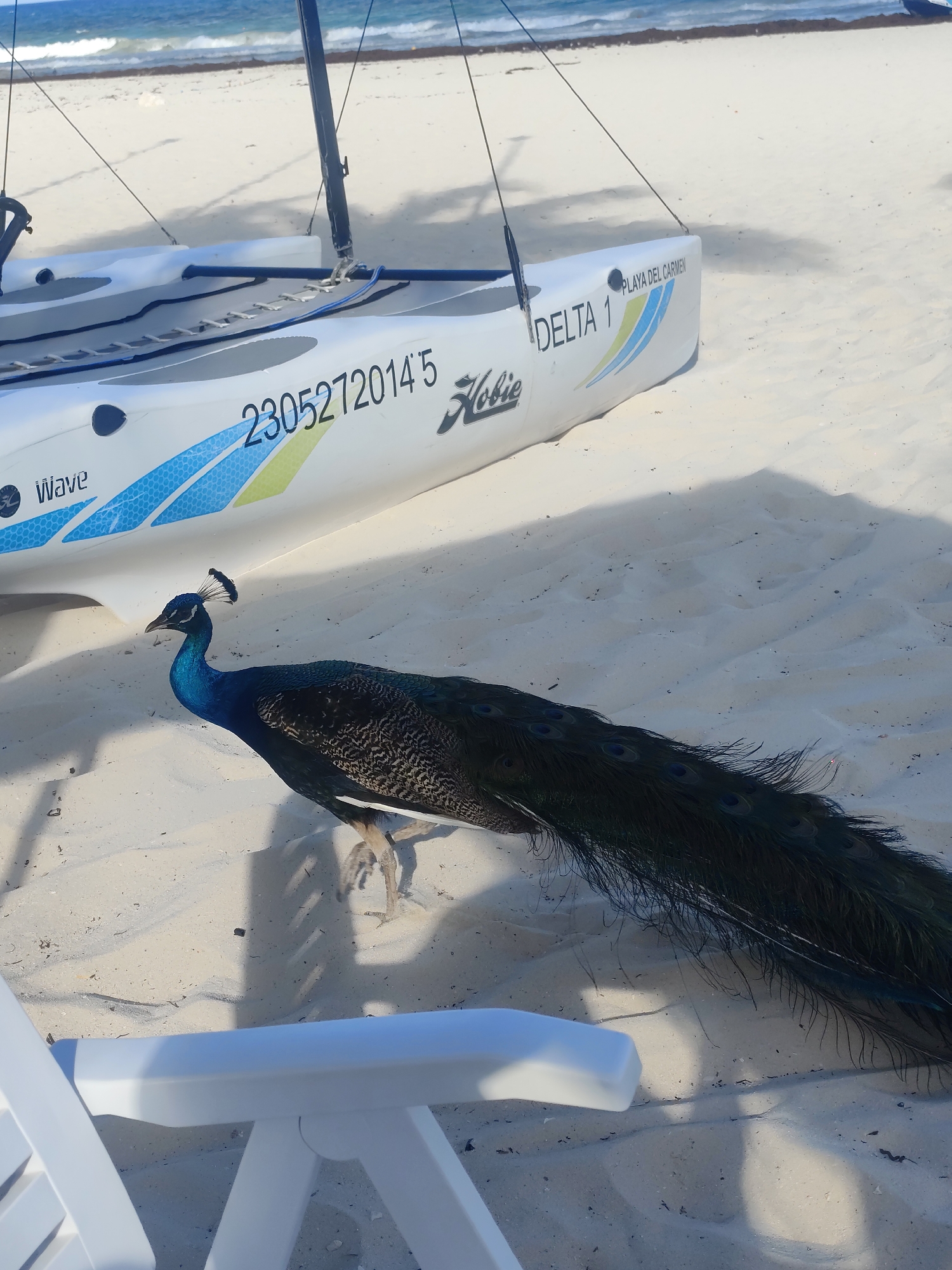 The image depicts a peacock standing on a sandy beach next to a white catamaran sailboat. The sailboat has "DELTA 1 PLAYA DEL CARMEN" and a number "2305272014'5" printed on its side, indicating the location is likely Playa del Carmen, Mexico. A white plastic chair is in the foreground. The background shows the ocean and some vegetation along the coastline. The focus is on the peacock, which is in sharp detail against the sandy beach.