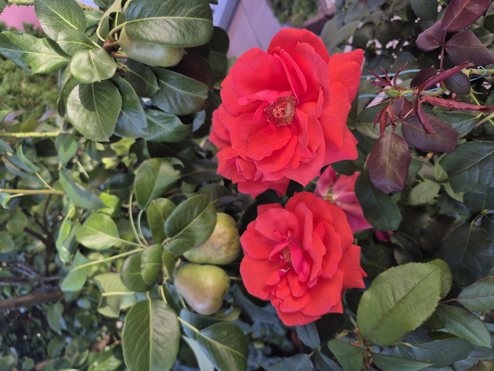 This is a close-up, eye-level, outdoor photograph of two vibrant red roses in full bloom, set against a backdrop of green foliage and several unripe pears. The roses, positioned in the foreground, are the primary subjects, with their petals detailed and textured. Behind the roses, leaves from a rose bush and a pear tree are visible. Two green pears hang from a branch, partially obscured by leaves, suggesting an autumn or late summer harvest season. The lighting suggests it is daytime, with soft shadows indicating natural sunlight. The scene appears to be a garden in the city of Barbing, Germany.