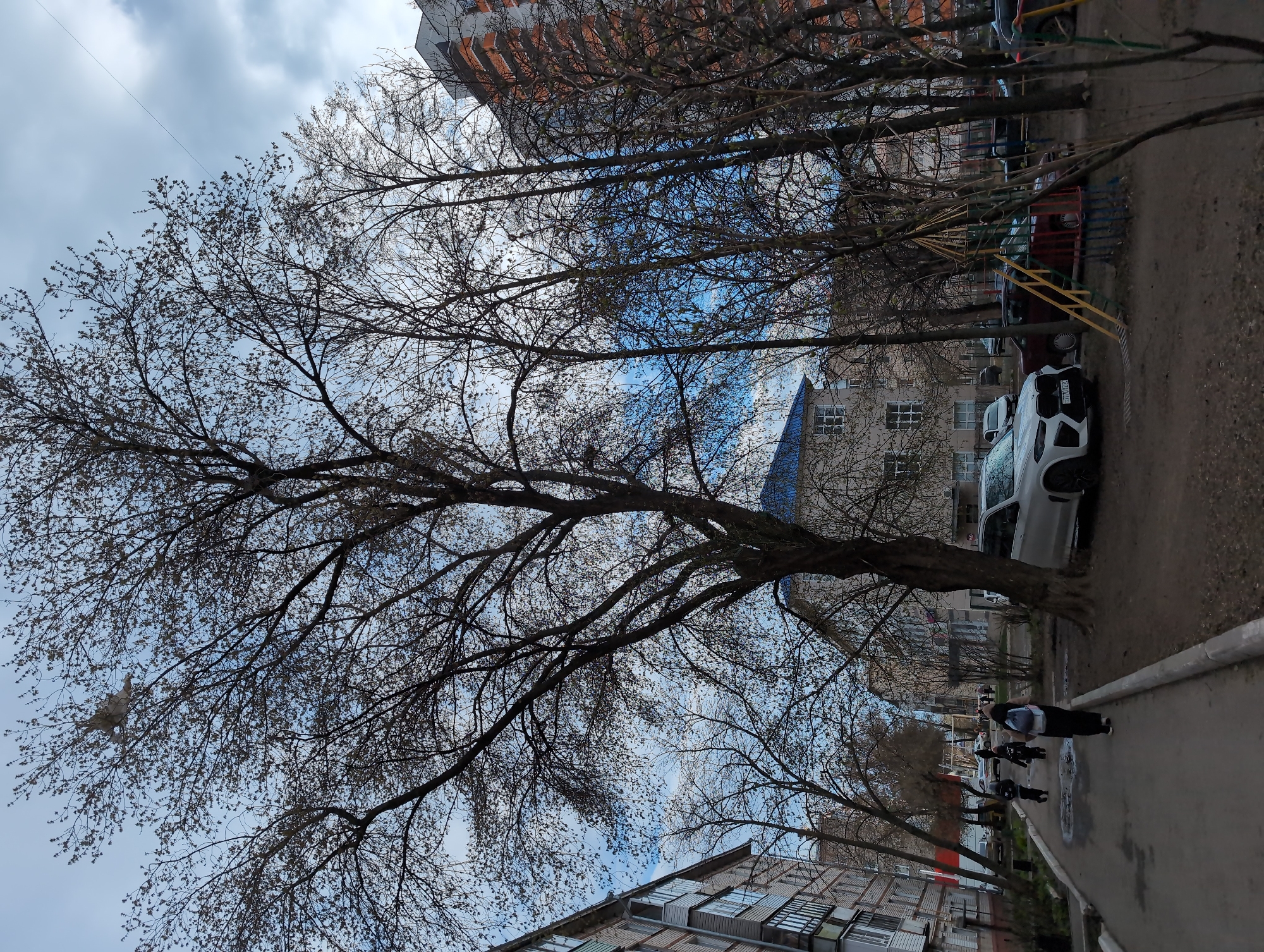 The image depicts an urban or suburban street scene, likely a residential courtyard, captured during daytime under a partly cloudy sky. The overall impression suggests late winter or early spring due to the state of the trees.
A large, prominent deciduous tree, its branches mostly bare but showing numerous small buds, dominates the left side and center of the frame. Other leafless trees are scattered throughout the scene. Through the intricate network of branches, patches of blue sky and grey clouds are visible. A thin power line stretches across the upper left quadrant. Notably, a crumpled white object, resembling a plastic bag or debris, is caught high in the branches of the main tree.
In the background, several multi-story apartment buildings with numerous windows and balconies line the street. A paved sidewalk runs along the right side of the image, where a few pedestrians, including one person with a backpack, are walking. Adjacent to the sidewalk, several cars are parked, including a white SUV and a dark red sedan. The white SUV has a partially visible license plate reading "702D AD." Near the parked cars, a brightly colored metal structure, possibly a playground element or a decorative fence with yellow, red, and blue bars, stands out. The ground consists of a mix of asphalt sidewalk and unpaved dirt areas.