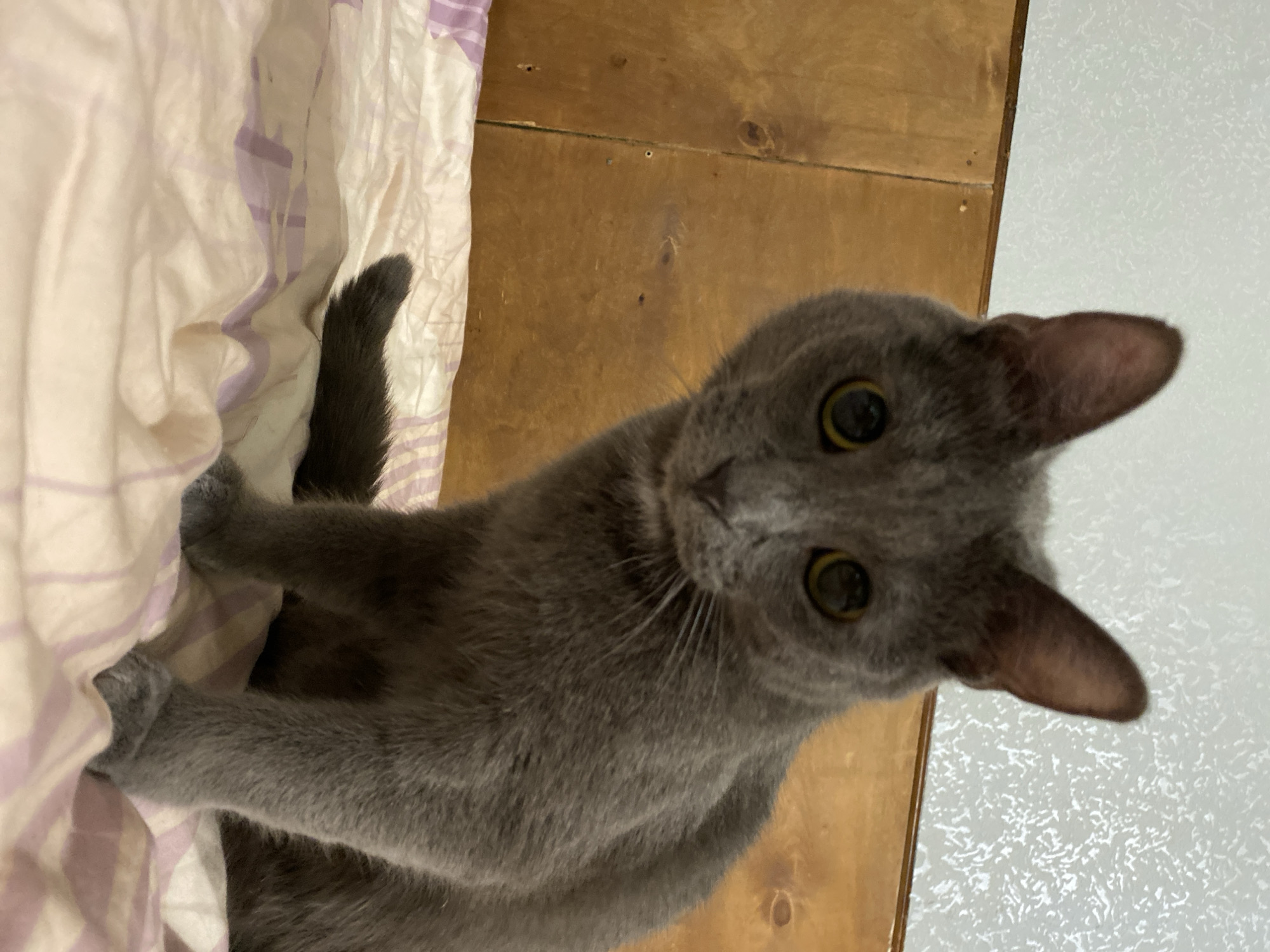 A close-up, high-angle shot shows a grey cat with striking yellow eyes peeking out from beneath a striped blanket. The cat's head is tilted, and its ears are perked forward, giving it an alert and curious expression. One of its front paws is visible, resting on the blanket. The background is a mix of textures: the soft fabric of the blanket on the left and a grainy, light-colored wall on the right, separated by a wooden surface. The lighting appears to be indoor, with no discernible time of day or weather information. The image is devoid of any visible text. The overall impression is of a pet caught in a moment of playful observation.