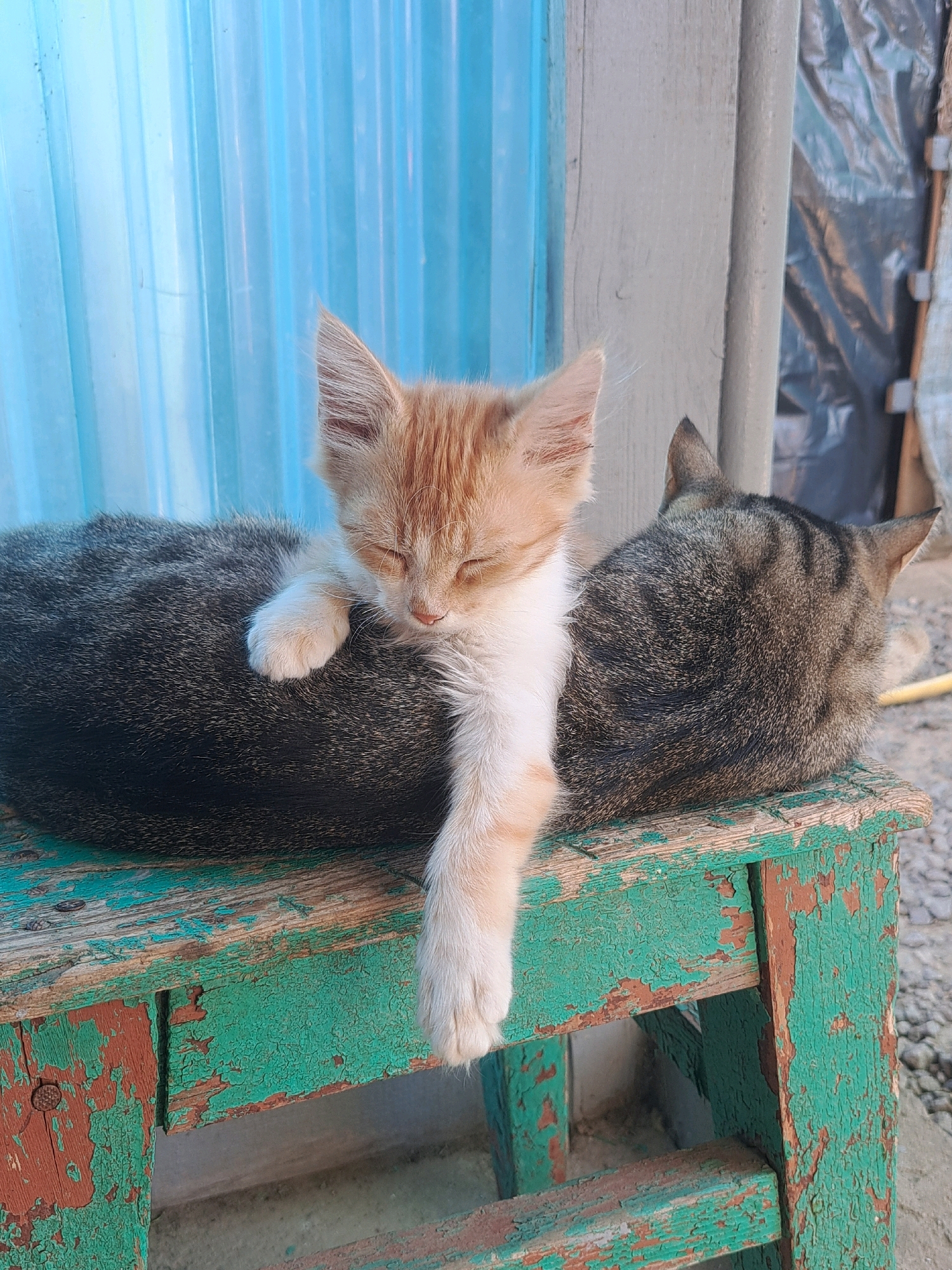 Two cats are resting on a distressed green wooden stool outdoors. The larger cat, a tabby, is on the right, facing away from the camera. A smaller ginger and white kitten is nestled on top of the tabby's back, facing left with its eyes closed and one paw dangling over the edge of the stool. The background consists of a blue corrugated plastic sheet, a concrete wall, and a tarp. The scene is set in Vypasne, Ukraine.