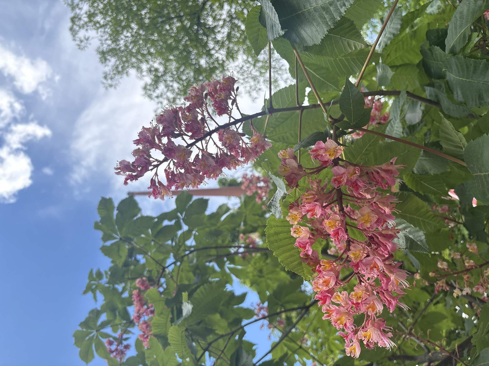 The image shows a tree with pink blossoms viewed from below, contrasting with a blue sky and other greenery. The flowers have a delicate, multi-layered structure, blending pink and yellow shades. The leaves of the tree are large and green. The sky peeks through the branches and flowers, marked with scattered white clouds. In the upper left corner of the image, a canopy of another tree with green foliage adds depth to the scene. A red object appears in the background, in the upper-middle portion of the image.