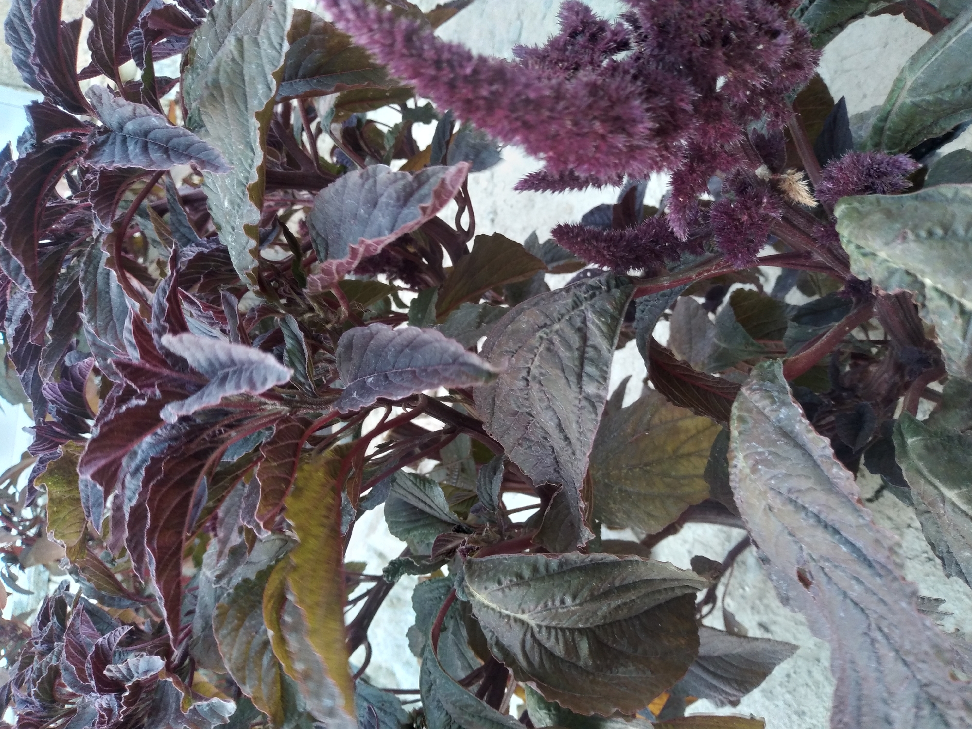 The image is a close-up, eye-level shot of a dark red and green leafy plant with purple flower spikes, set against a light-colored, textured background that appears to be a wall. The leaves are broad with prominent veins and have serrated edges. The purple flowers are dense and fuzzy, resembling bottlebrushes. The lighting is soft, with no harsh shadows, suggesting an overcast day or shade. The background is out of focus, drawing attention to the plant's vibrant colors and textures. The scene is static, with no visible people or animals. The setting does not contain any distinctive landmarks that would allow for pinpointing a specific location within the city of Baki, Uzbekistan.