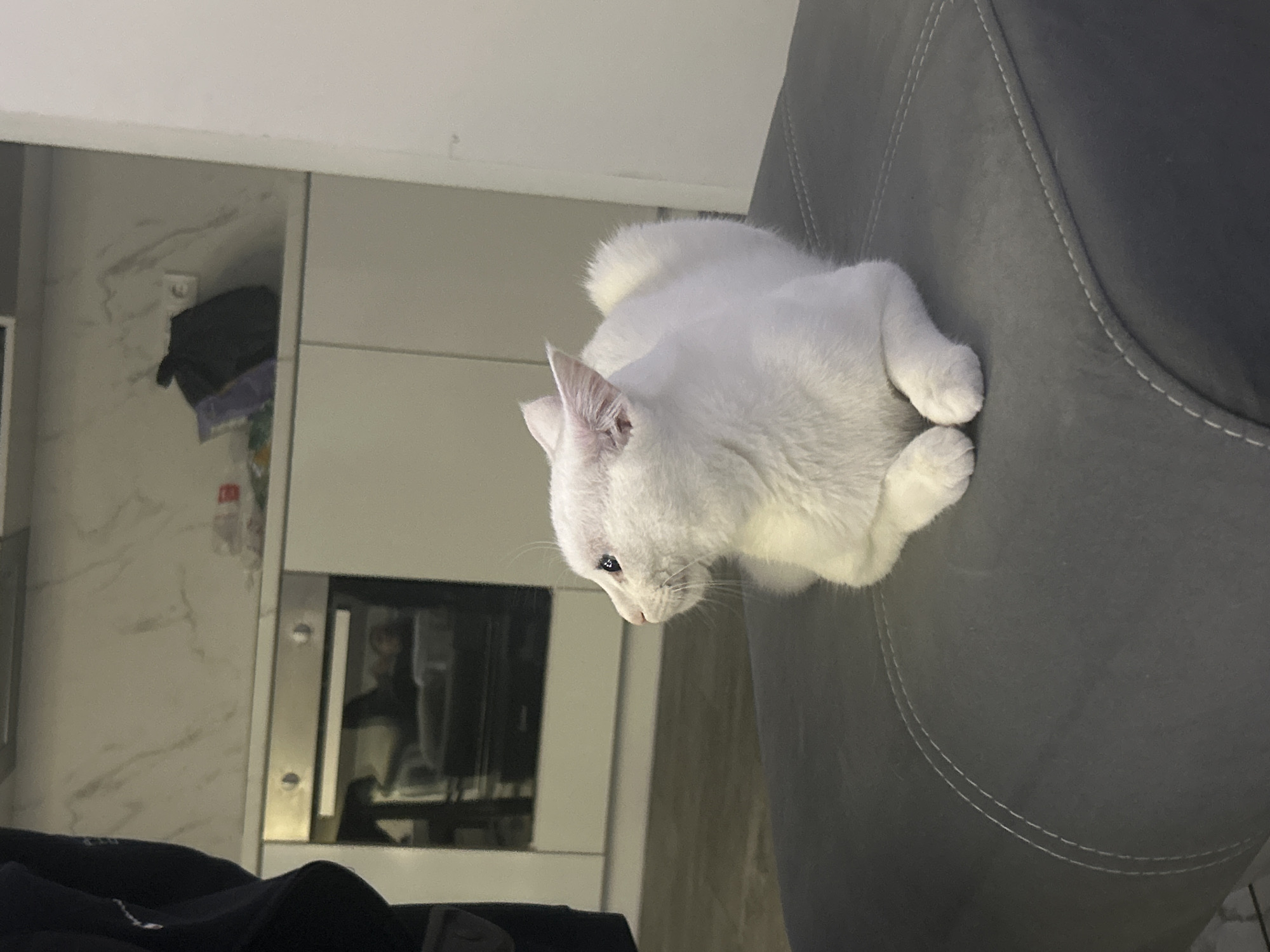 A white cat rests atop a grey, upholstered chair. The cat's head is angled down, its paws neatly tucked beneath its body. In the background, a kitchen setting is visible. There are white kitchen cabinets, a stainless steel oven, and other kitchen items. The location is indoors, likely in a residential setting. There is no evidence in the image to suggest that the location is in Burgas, Bulgaria.