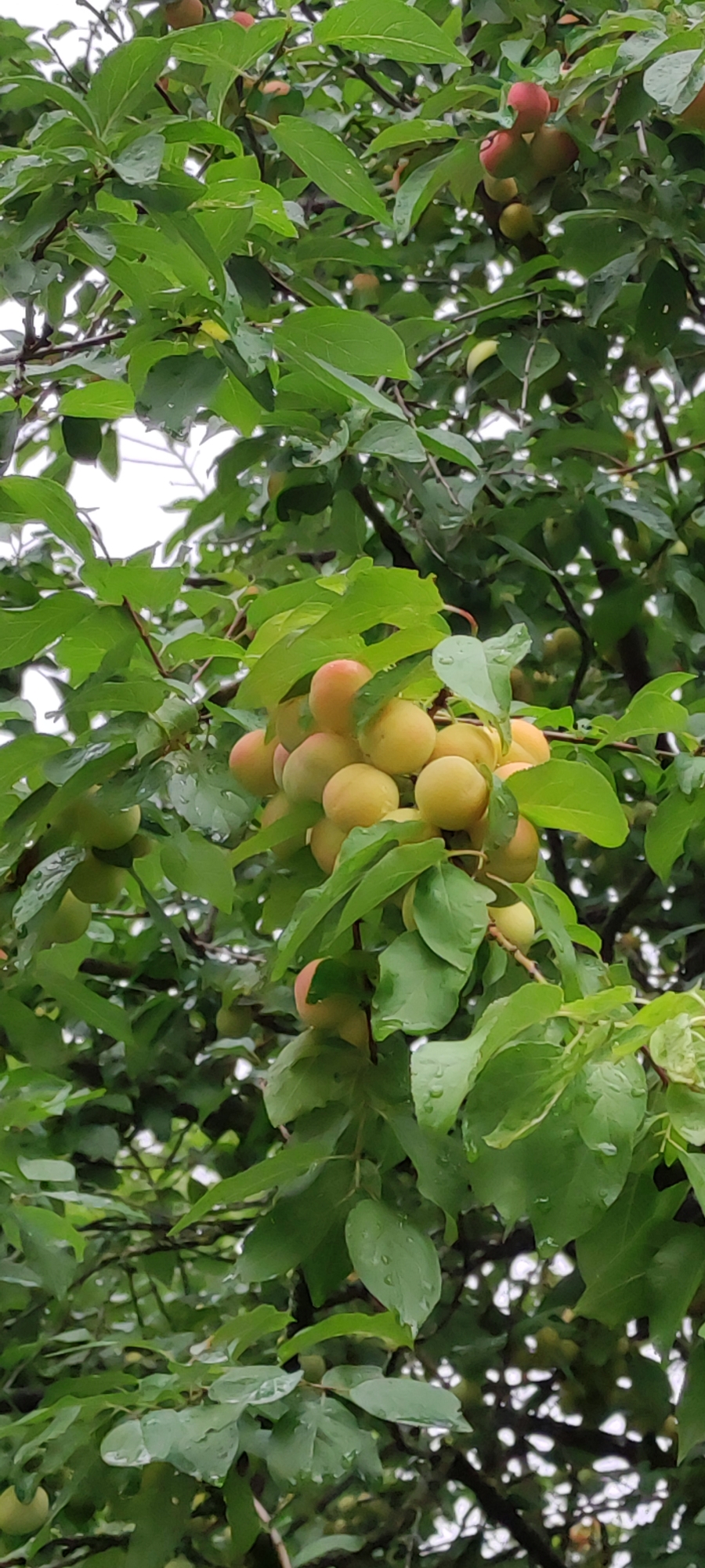 A close-up, vertical, medium shot captures a branch of a fruit tree heavily laden with unripe apricots and green leaves in the city of Rosinka, Russia. The apricots are clustered together, some appearing almost round and green, while others have begun to develop a blush of orange and red. The leaves are a vibrant green, some showing small droplets of water, suggesting recent rain. The background is filled with more foliage and glimpses of an overcast sky. No people or animals are visible in the frame.