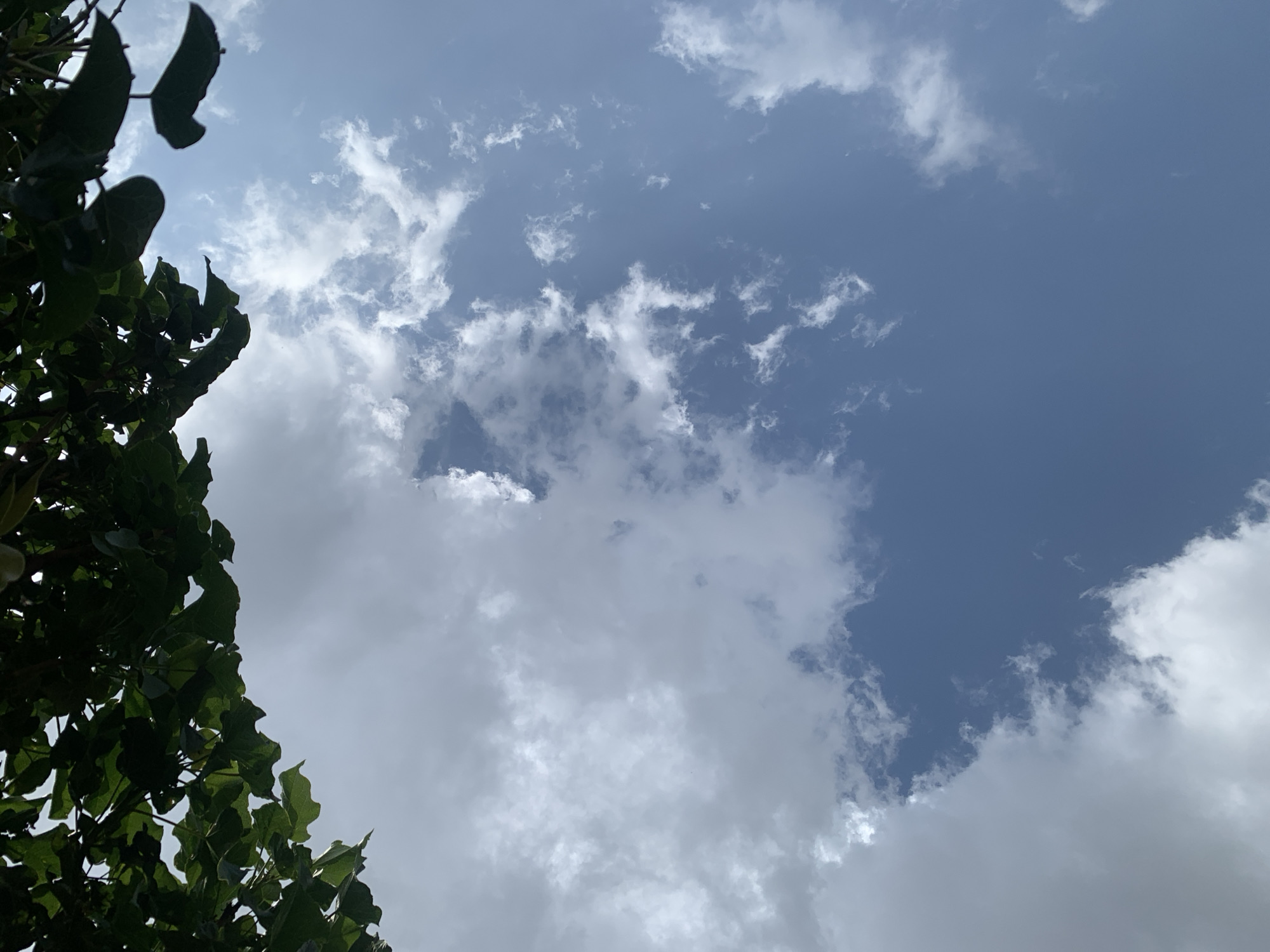 The image shows a view looking up at the sky, with the tops of green leaves from a tree visible in the lower left corner. The sky is a mix of blue and white clouds, with some areas appearing darker and more overcast, suggesting it might be a partly cloudy day. The leaves are dark green and appear lush, suggesting a potentially humid or tropical environment.
There are no people or specific objects visible in the scene. The activity is simply the observation of the sky and foliage. The time of day is difficult to determine precisely, but the lighting suggests it is daytime, possibly late morning or early afternoon, given the brightness of the sky and the contrast of the shadows on the leaves. The weather appears to be partly cloudy, with a moderate amount of cloud cover.
The location context provided is Kuru Karama, Nigeria. This information, combined with the lush foliage, hints at a tropical or subtropical climate. There are no visible text elements in the image. The overall mood conveyed by the image is one of natural scenery, with a sense of openness and looking upwards.