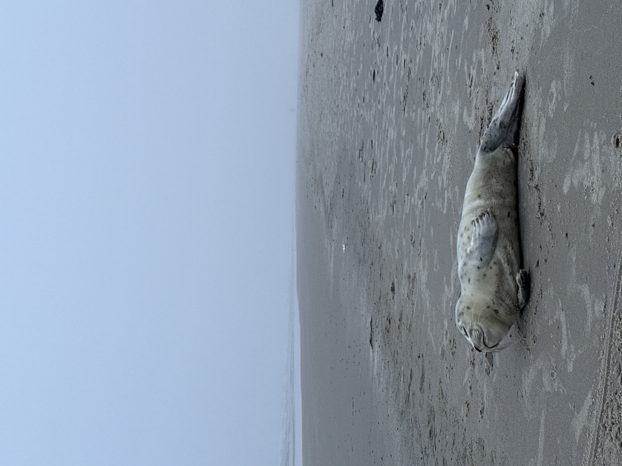 A seal lies on its back on a foggy beach. The seal is light gray with dark spots. The seal's eyes are closed. The beach is wide and sandy, with some seaweed visible. In the distance, a person is walking. The sky is a light blue-gray. The location is Langeoog, Germany.