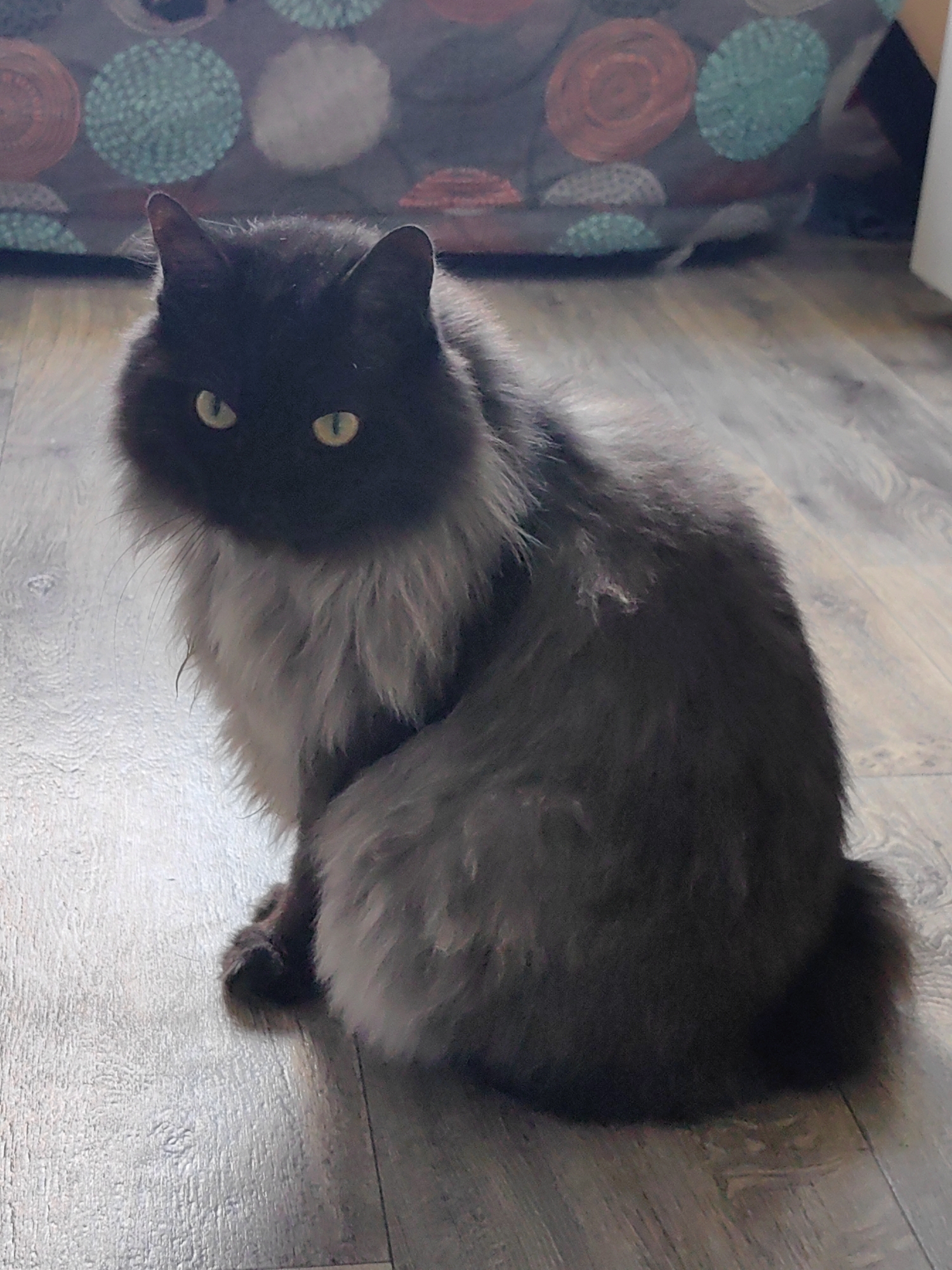 A long-haired, dark gray cat with yellow eyes is sitting on a wooden floor. The cat is facing forward and looking directly at the camera. Its fur is fluffy, and it has a ruff around its neck. In the background, a patterned fabric is visible, with circles of various colors, including red, teal, and white. The floor appears to be made of laminate or wood planks. There is no indication of the cat's location in the city of Sochi, Russia.