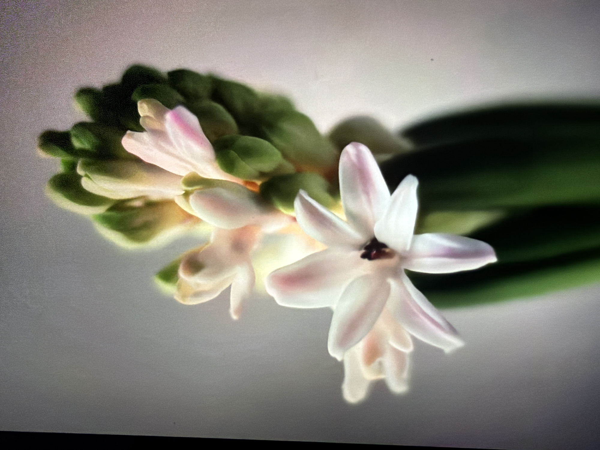 The image shows a close-up, upward-angle shot of a hyacinth flower. The flower has multiple delicate, star-shaped petals that are primarily white with hints of pink on the edges. The center of the open flower is dark. Above the open bloom, there are numerous tightly closed buds in various stages of development, some appearing light pink and others a pale green. The flower is supported by thick, dark green stems. The background is a soft, out-of-focus gradient of light gray to pale pink, creating a gentle contrast that highlights the flower. There is no discernible connection to Krasnodar, Russia, or any urban environment. The image appears to be a studio or controlled setting focused solely on the botanical subject.