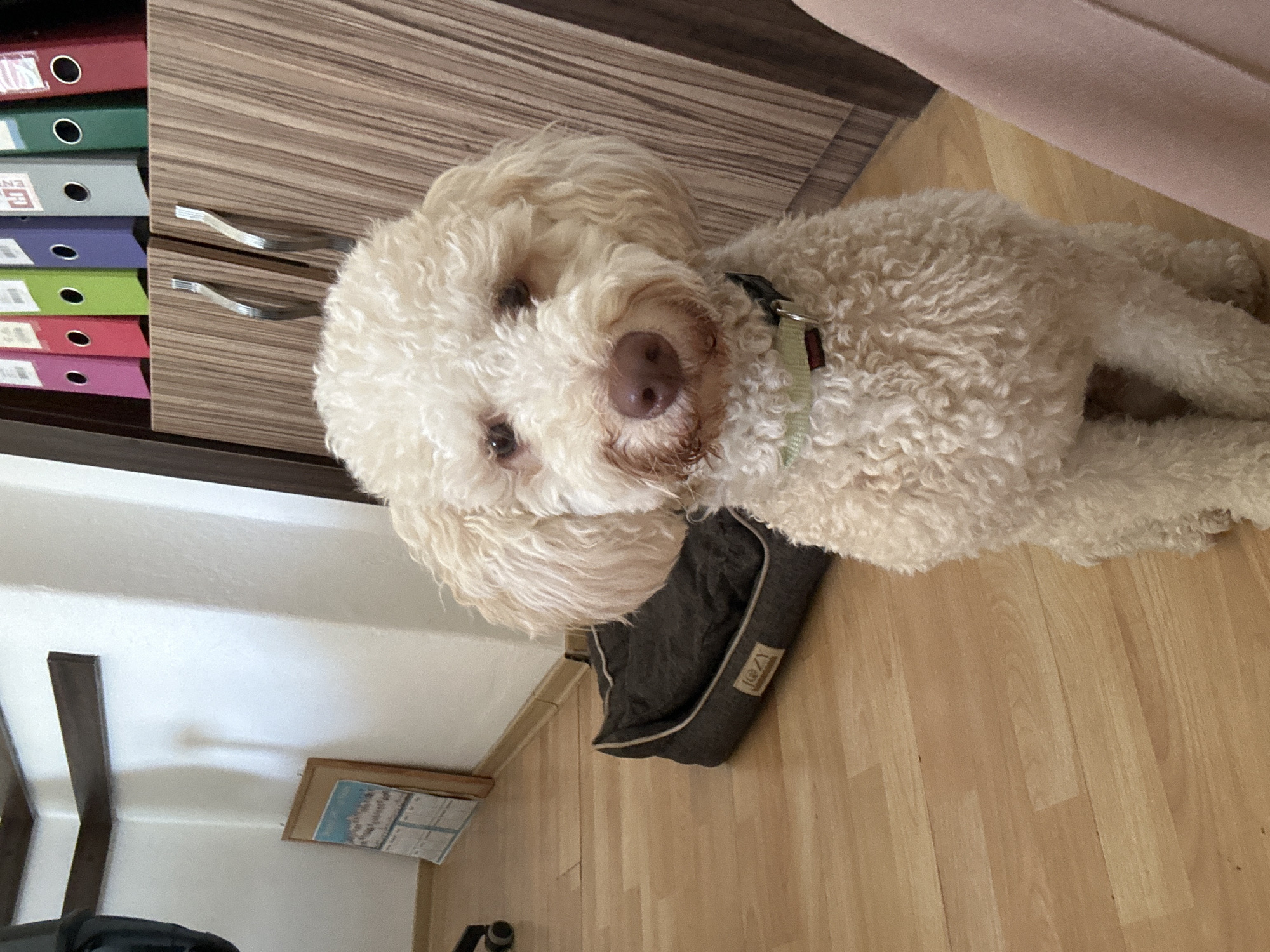 A light-colored, curly-haired dog sits on a wooden floor in an indoor setting. The dog is facing the camera, with its head tilted slightly. Behind the dog, a dark grey dog bed is visible. In the background, a wooden cabinet with two handles is present, topped with a row of colorful binders. To the left of the cabinet, a white wall with a framed picture hanging on it can be seen. The lighting in the room is moderate, casting soft shadows. The overall environment suggests a home or office space. The location is specified as Kuklen, Bulgaria.