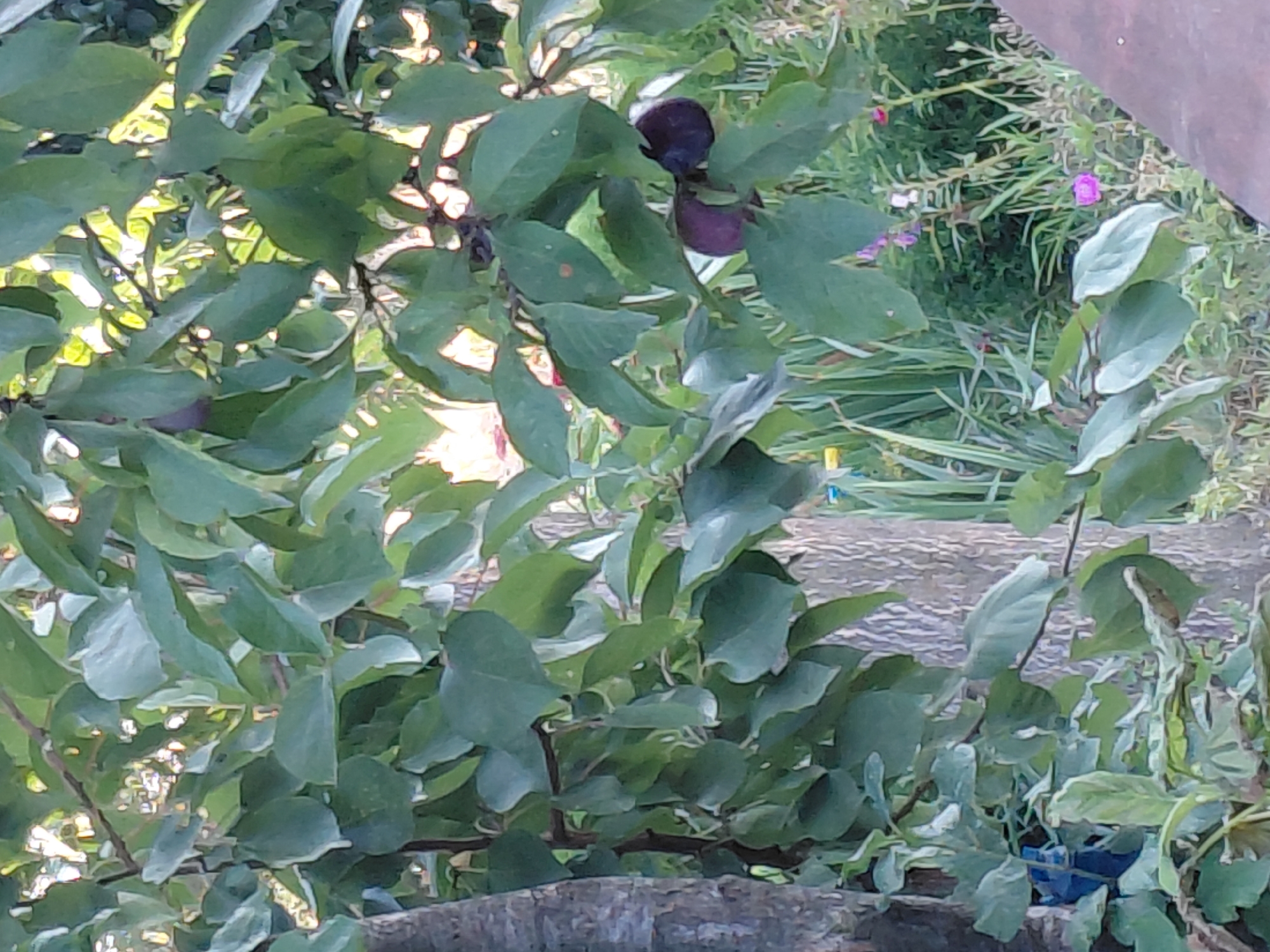 A close-up, outdoor, eye-level shot captures a plum tree laden with ripe, dark purple plums. The tree's textured, gray bark is visible on the left side of the frame. Lush green leaves of various sizes fill the majority of the image, with dappled sunlight filtering through. In the background, out-of-focus green foliage and a few small, pink and purple flowers suggest a garden setting. The image is composed of natural elements, with no people or specific city landmarks identifiable.