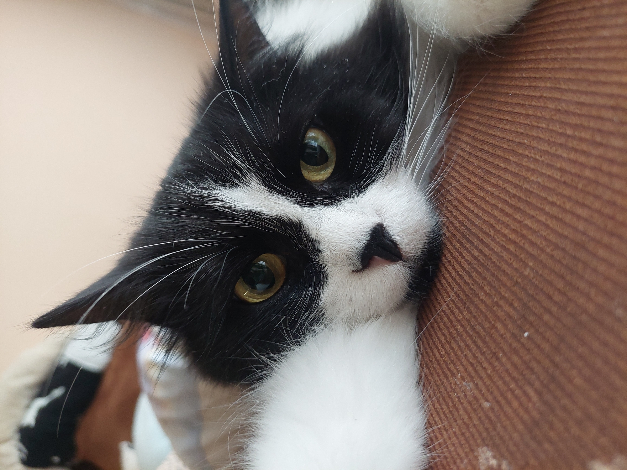 A close-up, slightly rotated, eye-level shot features a black and white tuxedo cat. The cat's face is predominantly white around the muzzle, with a small black mark on the nose. Its eyes are a yellowish-green color. The cat is resting its head and paws on a textured, brown surface. The background is out of focus and appears to be a light beige color. The location in the city of Plovdiv, Bulgaria, is unknown.