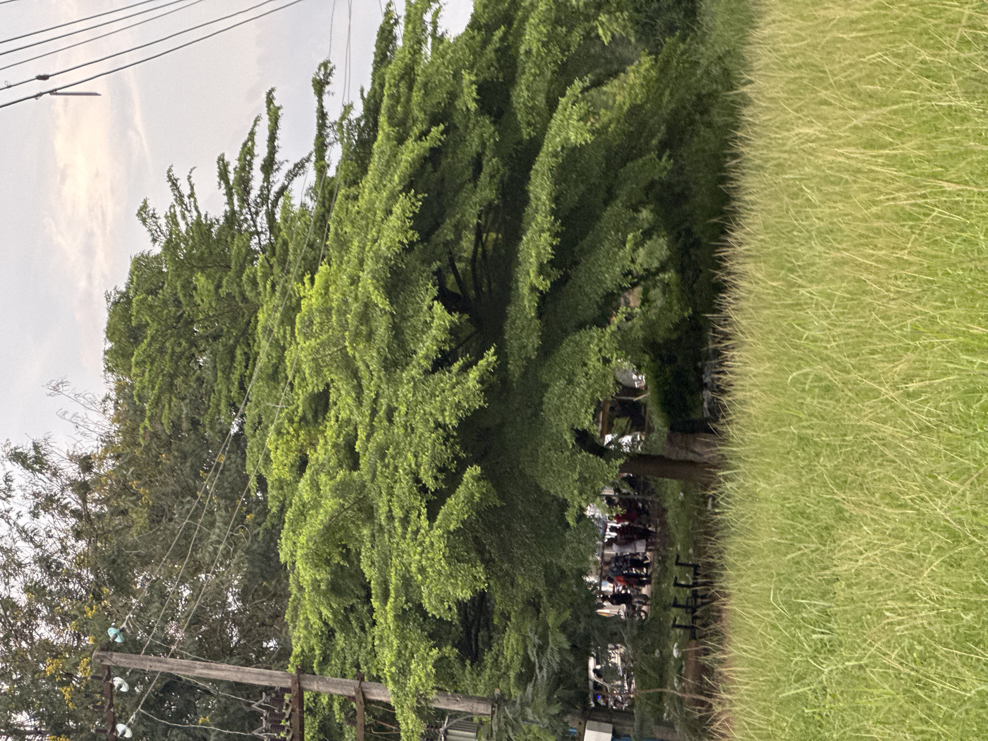 This image, taken in Ihiagwa, Nigeria, depicts an outdoor scene characterized by lush greenery and a cloudy sky. A broad expanse of long, light green grass occupies the right side of the foreground, suggesting a field or an overgrown roadside.
Dominating the left and central midground is a large tree with dense, vibrant green foliage, its branches spreading widely. Behind this prominent tree, other trees with darker green leaves are partially visible, contributing to the verdant landscape.
The upper portion of the image is filled with a bright, overcast sky, indicating a cloudy daytime with no direct sunlight. Overhead power lines traverse the upper left area, connected to a wooden utility pole with insulators visible on the right side.
In the bottom-center, partially obscured by the main tree's canopy, a cluster of indistinct figures appears to be people, possibly gathered around what look like motorcycles or small vehicles. This suggests an area of human activity, perhaps a busy roadside, a market, or a communal gathering spot. No specific event is clearly identifiable, and no text is visible in the frame. The overall impression is one of a semi-urban or rural environment under subdued natural light.