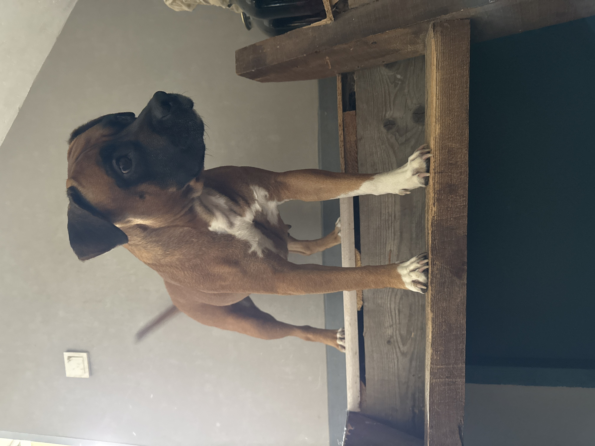 A brown and white Boxer dog is standing on a wooden structure. The structure appears to be an unfinished shelf or loft, with exposed wooden beams. The dog is positioned with its front paws resting on a vertical beam, while the rest of its body extends towards the left side of the frame. The dog has a black mask around its eyes and muzzle. The background includes a light gray wall with a switch plate and a dark wall. The location is unknown, and there's no clear evidence to link this image to Chaikovsky, Russia.