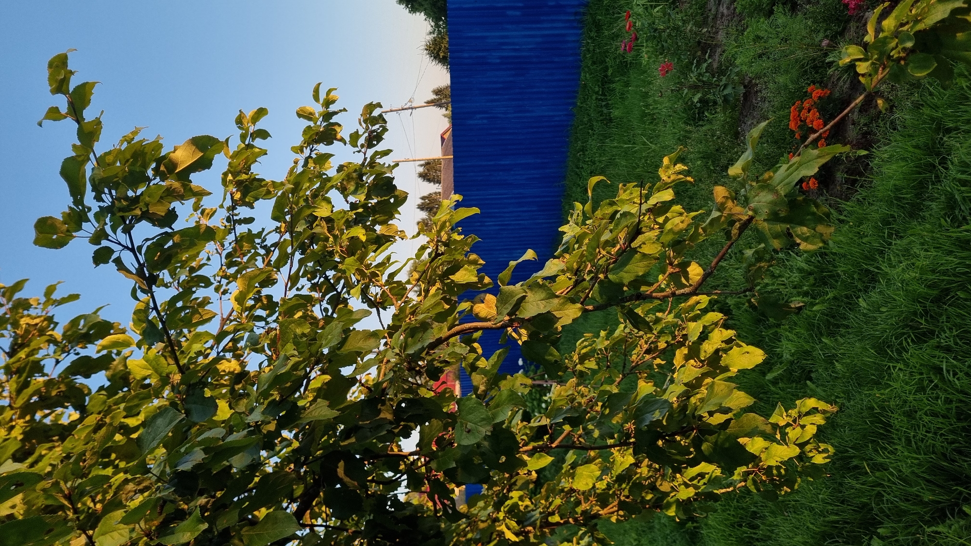 A sun-drenched scene unfolds in the city of Vysokoe, Russia, where the golden light of sunset casts a warm glow. In the foreground, the branches of a leafy tree, laden with vibrant green foliage, extend into the frame, their leaves illuminated by the low-angled sun. Beyond the tree, a meticulously maintained garden bed is visible, adorned with small, vibrant orange flowers. A bright blue corrugated metal fence runs horizontally across the middle ground, separating the garden from the lush green grass that carpets the area. In the background, the silhouette of a red-tiled roof is peeking out from behind the fence, suggesting residential structures. The sky above is a clear, serene blue, a perfect backdrop to the tranquil rural setting.
