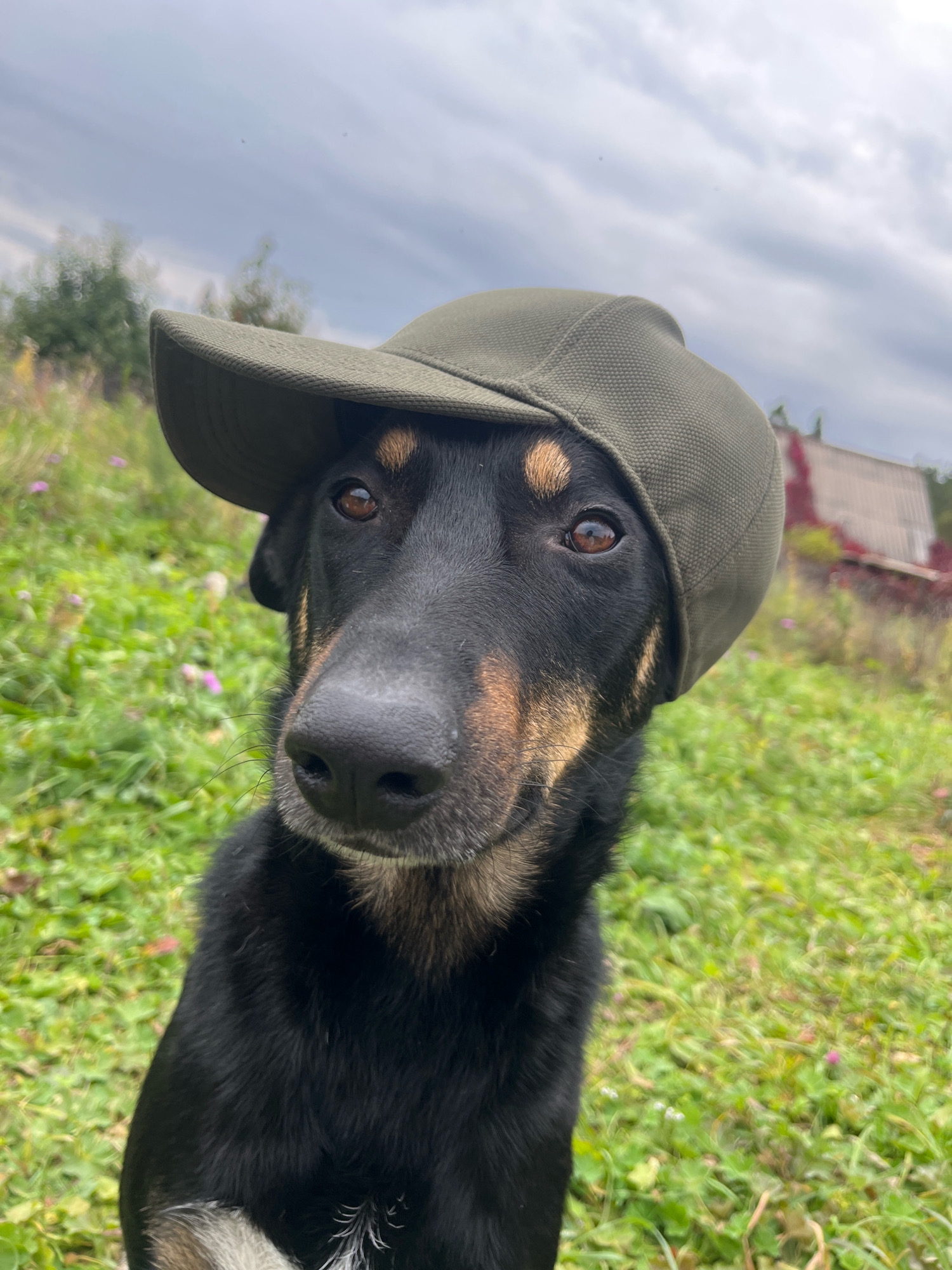 A black and tan dog wearing a green baseball cap is looking forward with a slightly tilted head in a grassy outdoor area. The dog's face is in focus, with its brown eyes visible and its nose prominent. The cap is tilted to the side, covering part of its forehead. The background is blurred and shows green grass, some small purple flowers, trees, and a rustic building with a red roof. The sky above is cloudy and gray. The image appears to be taken on a moderately overcast day, suggesting it could be an outdoor area in a park or a backyard in Nizhny Tagil, Russia.