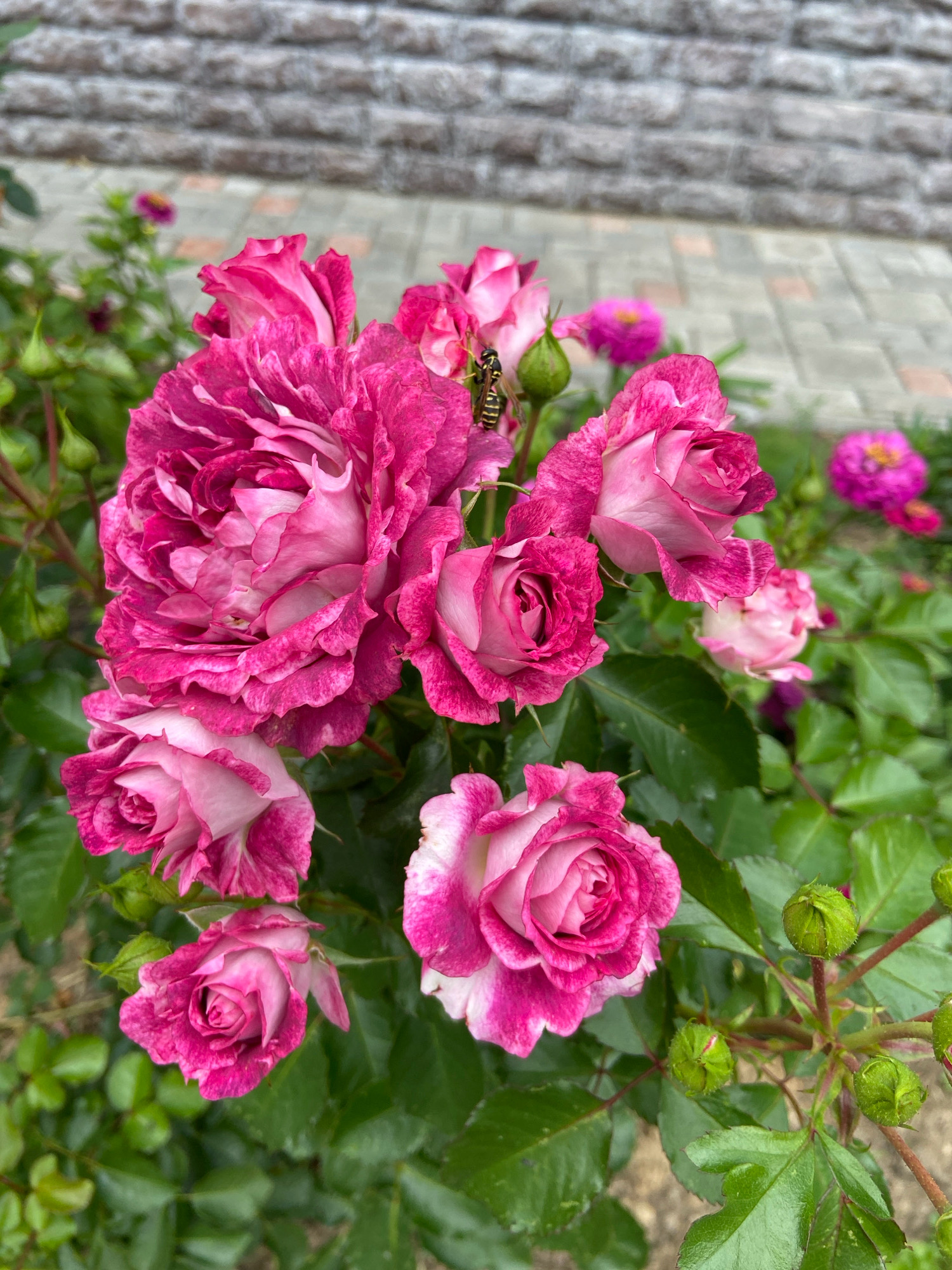 A close-up, eye-level shot captures a cluster of vibrant pink and white roses in bloom, with a wasp perched on one of the petals. The roses are the primary subject, their layered petals showcasing a delicate color gradient. In the background, a pathway made of light gray paving stones is visible, leading up to a textured gray brick wall. Green leaves and unopened rose buds surround the blooming flowers, suggesting a garden setting. The overall lighting is natural and soft, with no harsh shadows. The image appears to be taken outdoors, in a garden or yard within the location of Зимородок Днп, Russia.
