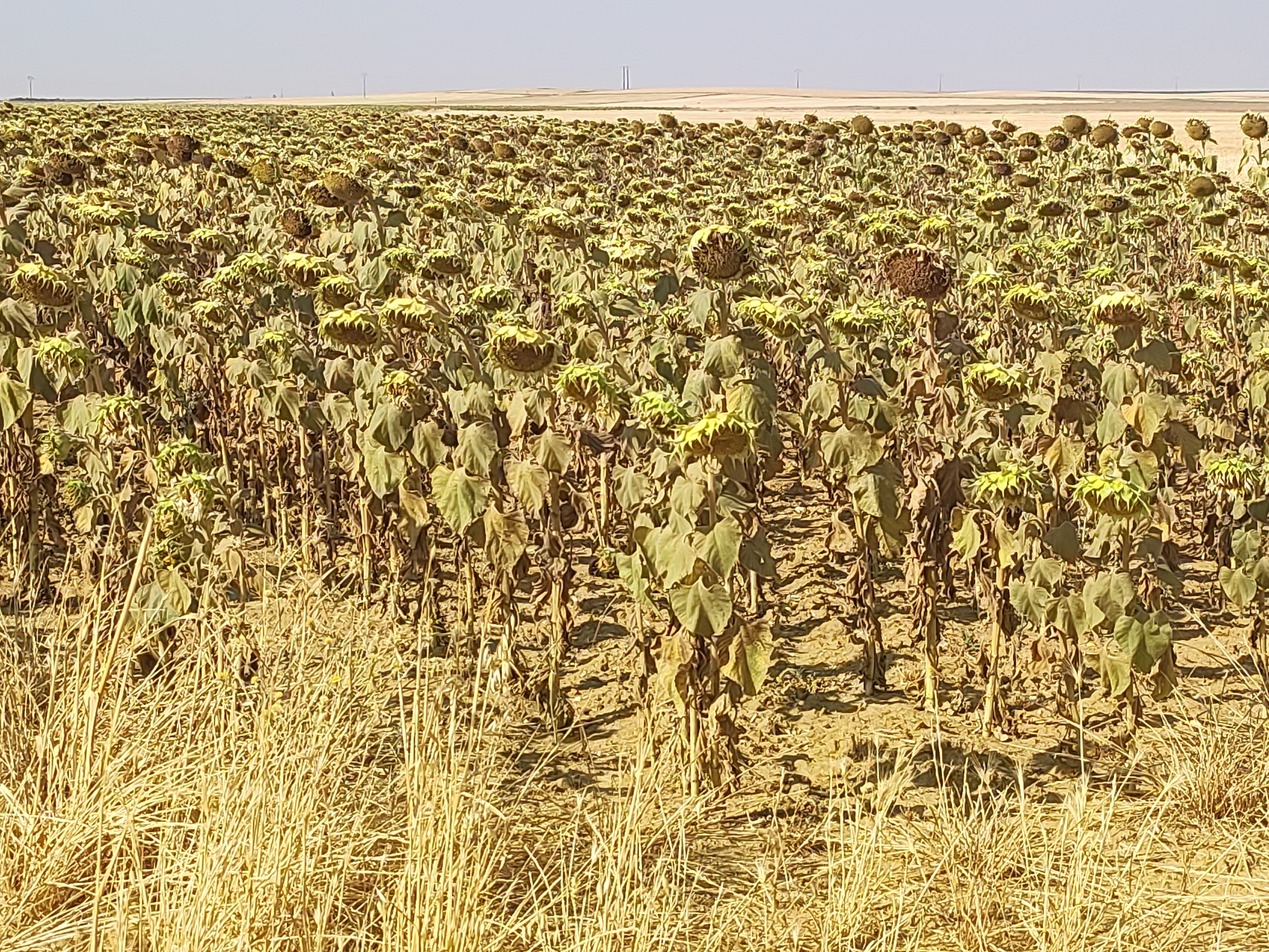 The image depicts a vast field of sunflowers in Autillo de Campos, Spain. The sunflowers are in a state of senescence, with many of their heads drooping and their petals withered or absent. The stalks are dry and brittle, and the ground is parched. The field extends as far as the eye can see, with a clear blue sky overhead. In the distance, the landscape is flat and arid, with some scattered vegetation and power lines visible. The scene suggests a late summer or early autumn harvest, or a field that has completed its growth cycle. There are no people or animals visible in the image.