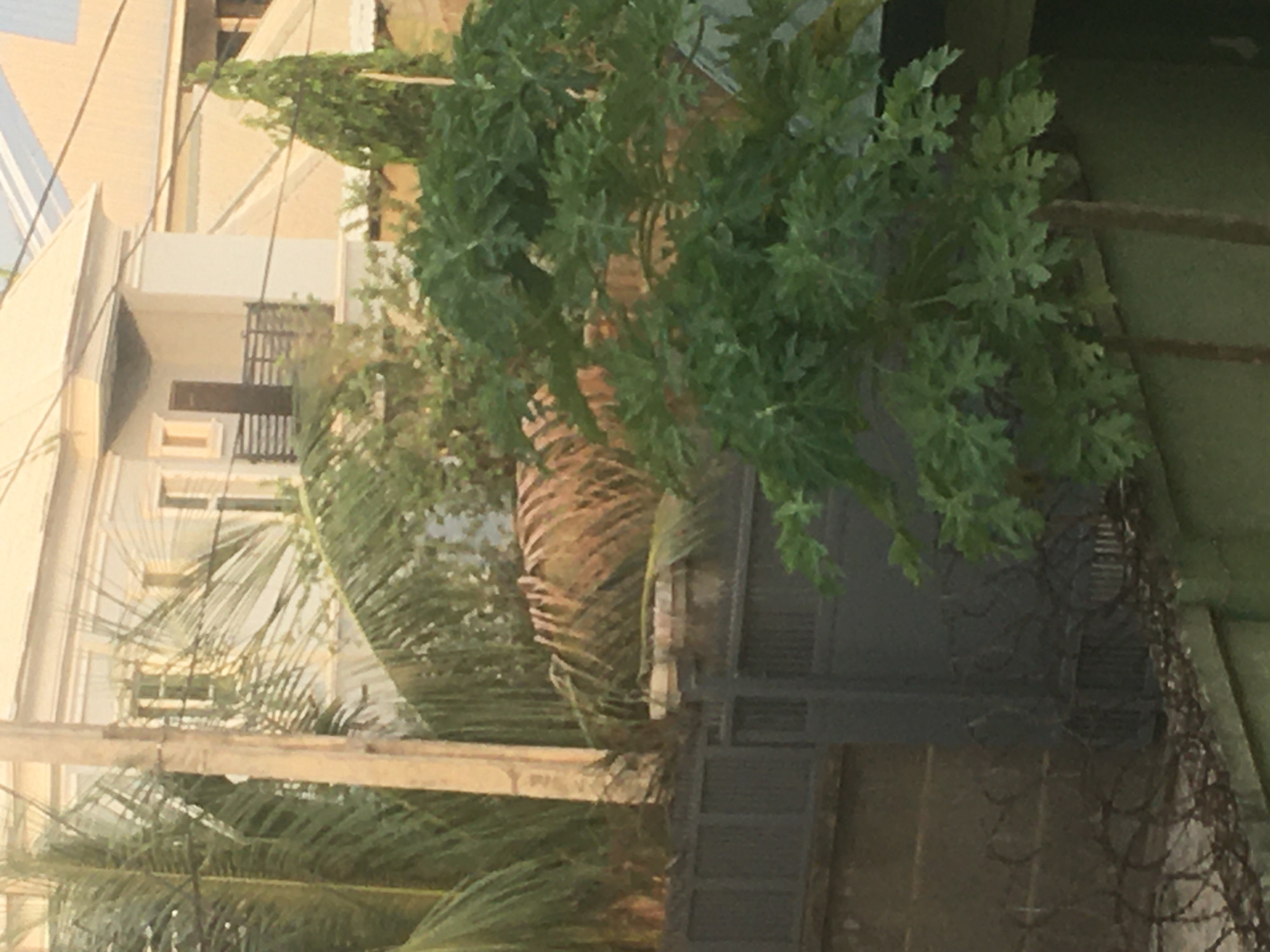 A residential scene in Dutsen Alhaji, Nigeria, displays a two-story building behind foliage and a security fence. The building's facade is light-colored, with visible windows and balconies. A palm tree and other vegetation obscure parts of the view. A grey metal gate with barbed wire sits at the edge of the property line.