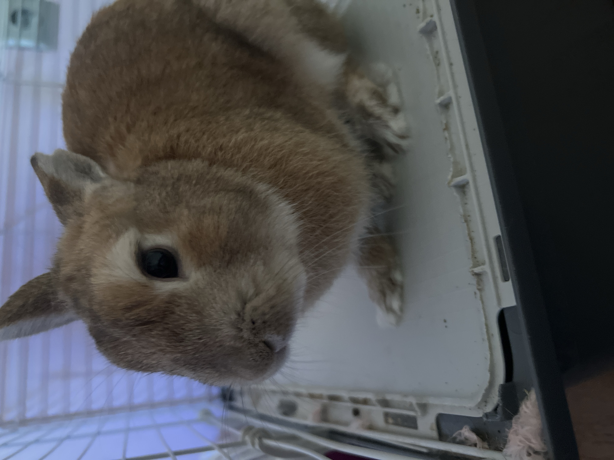 Location: Ореховка, Russia.
A domestic rabbit is depicted in a seated posture within an enclosure. The rabbit exhibits a reddish-brown coat dorsally, with lighter, off-white fur present on its ventral surfaces, including the chest, neck, and portions of its forelegs and hindlegs. Its eyes are dark, and its ears are erect. Long, distinct whiskers extend from its muzzle. The animal is positioned on a light-colored, possibly white, plastic gridded platform, which contains debris consistent with animal fur or bedding material in the lower-left corner. This platform is situated above a darker, presumably gray or black, base. The background shows blurred white vertical and horizontal bars, indicative of a cage structure. Beyond the enclosure, a diffuse, light purple/blue area is visible, suggesting an indoor environment with ambient lighting. No human subjects or direct interactions are observed.
