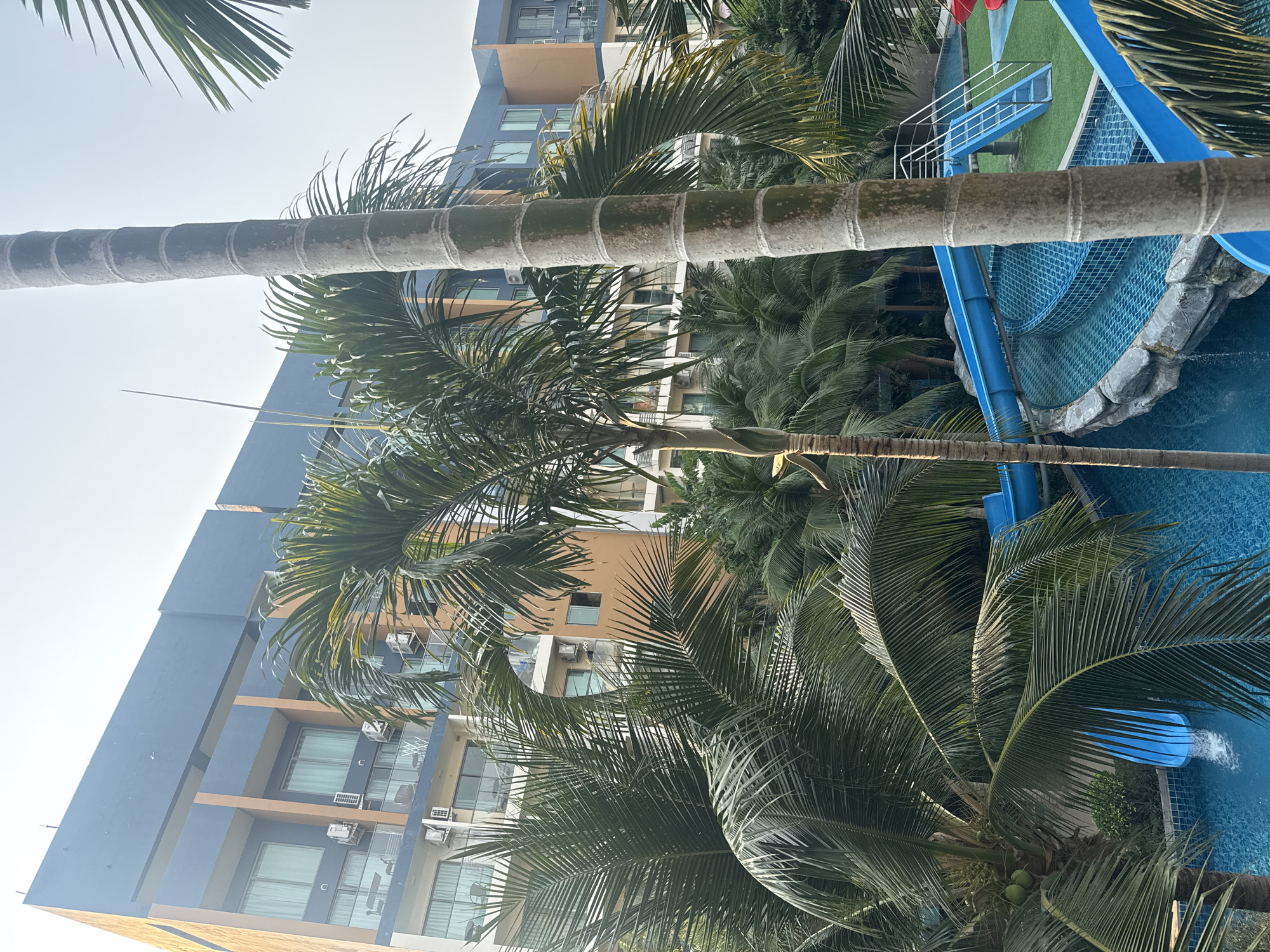 This is a bright, sunlit outdoor photograph, capturing a resort or hotel scene in a tropical location, likely Pattaya City, Thailand. The image is taken from a low angle, looking upwards towards the building and amenities.
In the foreground, a tall, thick palm tree trunk stands prominently on the left side of the frame. Its textured, segmented surface is clearly visible, and its green fronds extend into the upper and lower portions of the image. Another palm tree, also with lush green fronds and small green coconuts nestled among them, is located closer to the swimming pool area on the right.
In the background, a modern multi-story building rises vertically. It features a contemporary design with large sections of dark blue, complemented by lighter, possibly beige or orange, architectural panels. Numerous windows, many with visible external air conditioning units, punctuate its facade.
To the right, a vibrant swimming pool area is visible. The pool contains bright blue water, and a blue water slide curves downwards into it. A set of stairs with silver railings leads to a raised section or platform adjacent to the pool. Around parts of the pool, green artificial turf or well-maintained landscaping adds to the recreational ambiance.
The upper left portion of the image reveals a clear, light blue sky, indicating a sunny day. While no specific activity is actively taking place, the presence of the pool and water slide clearly indicates a leisure and recreational environment. No visible text is present in the image.