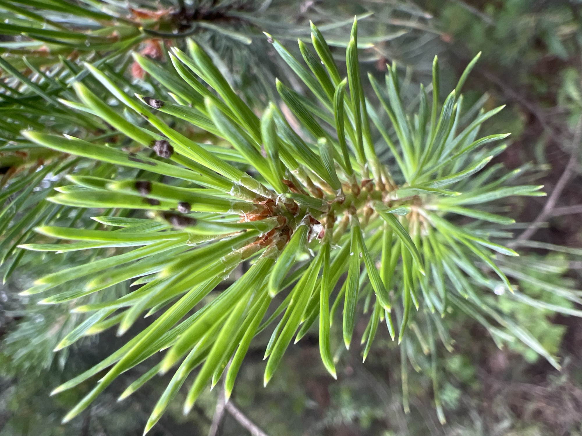 A close-up, overhead shot captures a cluster of vibrant green pine needles, appearing fresh and slightly dewy, emerging from a central stem. Some needles exhibit a lighter green hue at their tips, suggesting new growth. Small, dark brown buds are visible among the needles, some with a rough, textured surface. The background is softly blurred, revealing muted greens and browns of a forest environment, with hints of tree trunks and foliage. The lighting is natural, suggesting an outdoor setting. The image is devoid of human presence or activity.