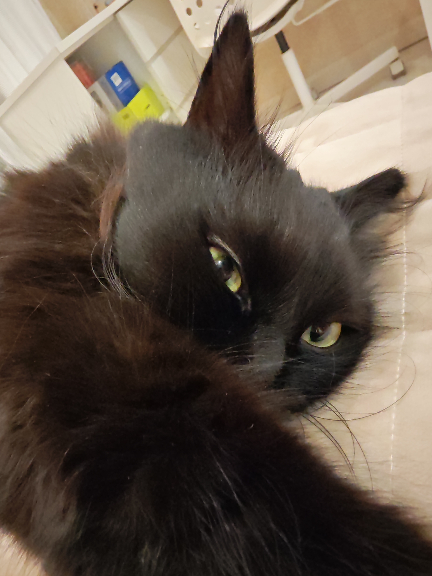 A close-up shot of a black cat's face is shown. The cat has green eyes and is lying down on a beige surface. The background is blurred, but appears to be an indoor setting with shelves and a chair visible. No location information is available for Kalmykovo, Russia.
