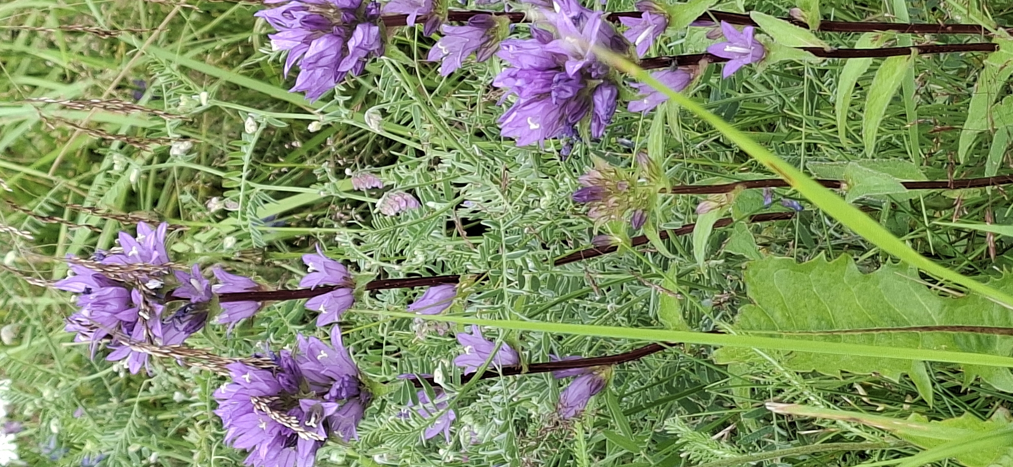 This image captures a close-up view of a cluster of purple bell-shaped flowers and green foliage, likely in a natural setting. The flowers are varied in their bloom, with some fully open and others in bud. Tall, slender stalks of dried grass or reeds are interspersed among the flowers and greenery. The background is a soft blur of more green foliage, suggesting a meadow or garden. There are no people or animals visible in the image. The lighting suggests it is daytime, possibly overcast or in partial shade.
