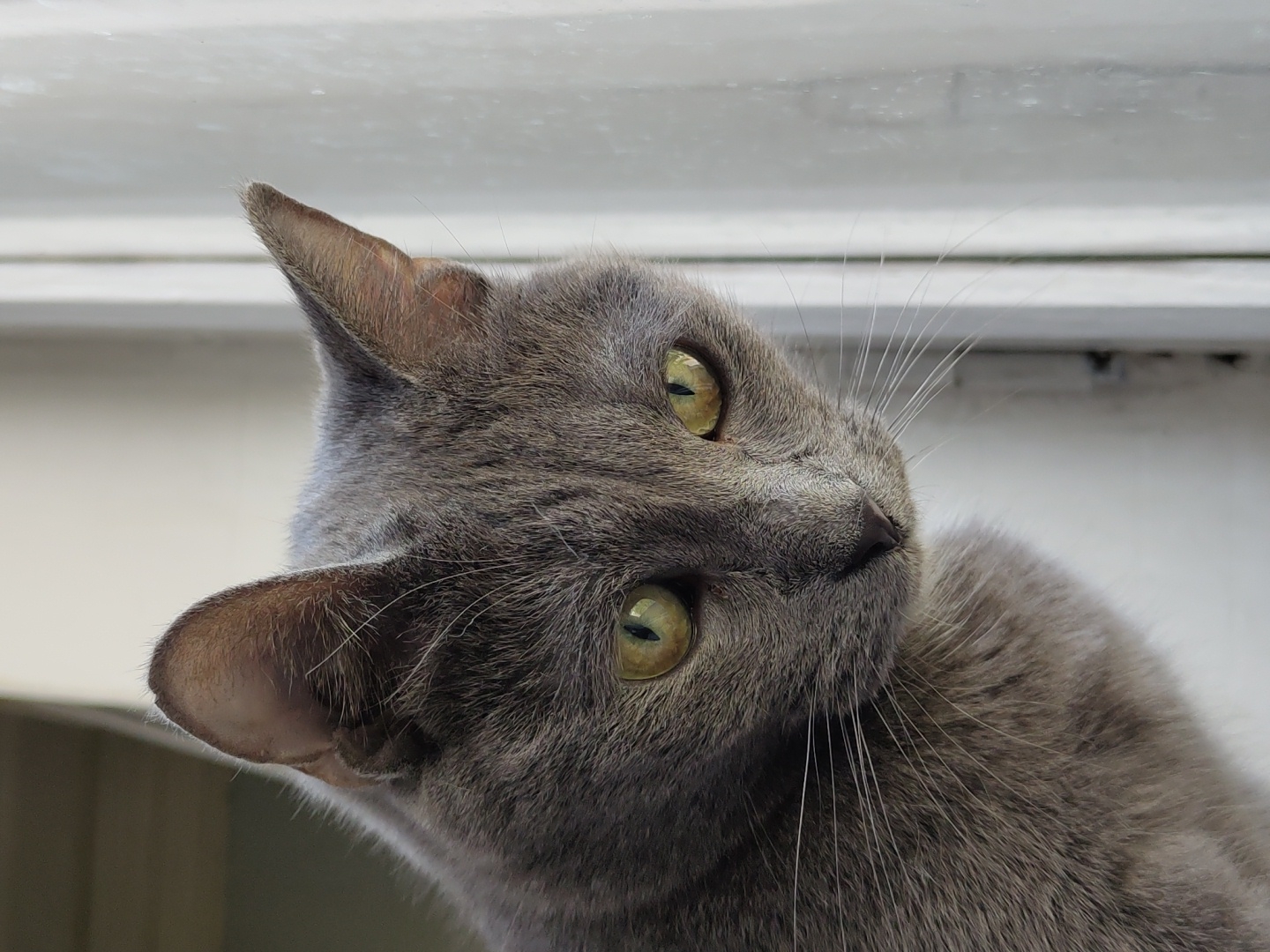 A close-up, eye-level shot captures a grey cat with piercing green eyes looking downwards, its head tilted slightly to the right. The cat's fur is a soft grey with subtle tabby markings visible around its face and ears. Its whiskers extend outwards, creating a delicate frame around its muzzle. The background is blurred, with a hint of a window frame to the right, suggesting the cat is looking out or observing something from a sheltered vantage point. The lighting is soft and diffused, highlighting the cat's features without harsh shadows.
