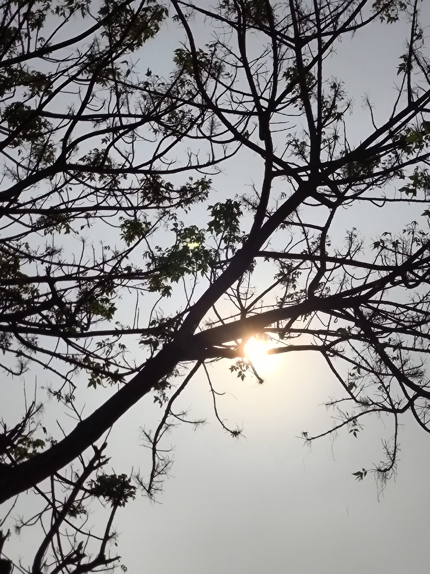 The image shows the silhouette of tree branches against a hazy sky. The sun is visible, partially obscured by the branches, emitting a bright glow. The scene appears to be outdoors, likely in a park or natural area. The lack of specific landmarks or contextual clues prevents a precise determination of the location within Cilegon, Indonesia. The image focuses on the interplay of light and shadow, with the branches creating intricate patterns against the sky. No people, animals, or man-made structures are discernible in the image. The overall impression is one of a serene, natural environment.