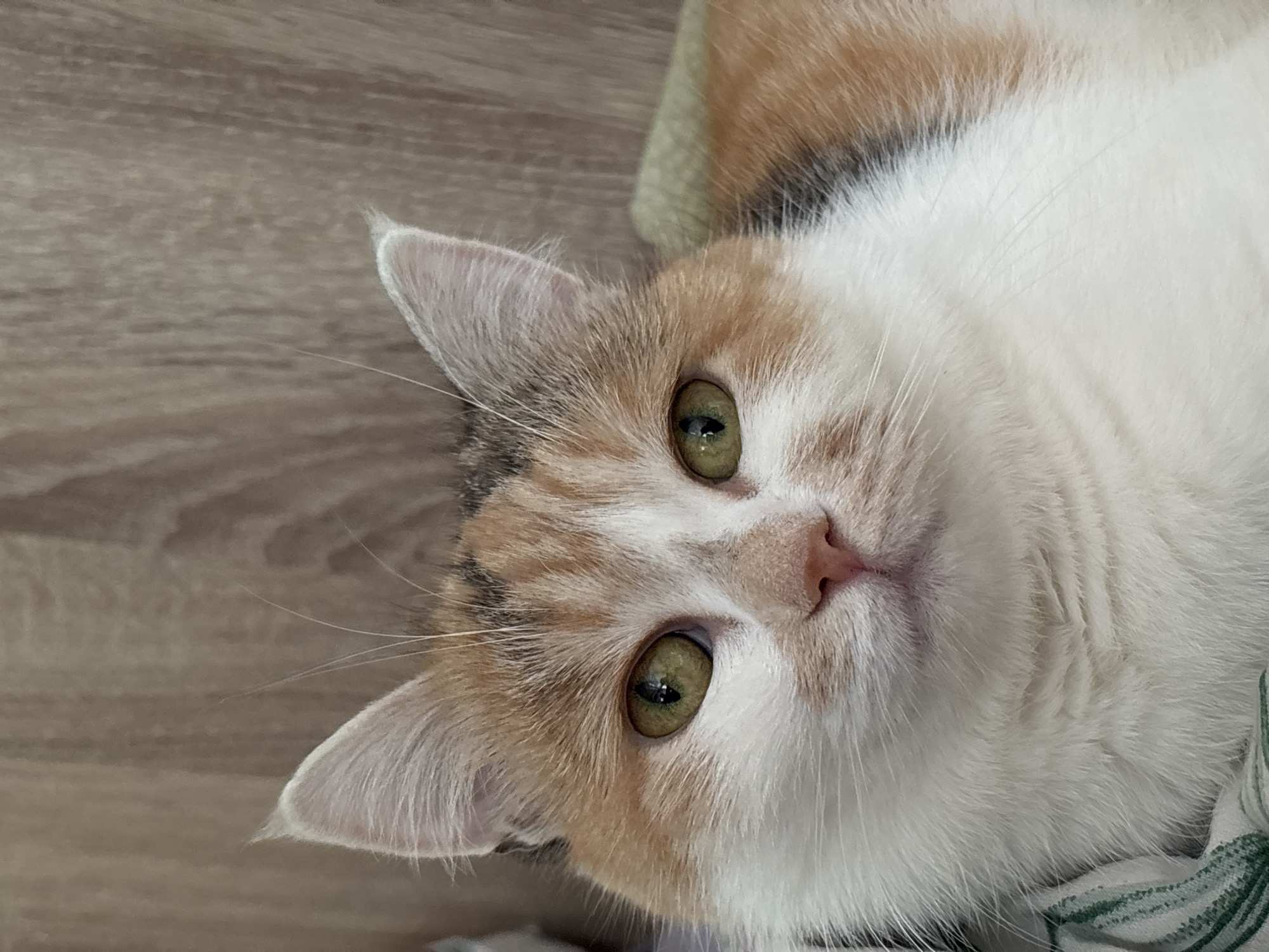 A close-up, high-angle shot focuses on a calico cat lying down. The cat has predominantly white fur with patches of orange and light brown on its head and ears. It has green eyes and a pink nose. The background includes a light brown wooden surface and part of a patterned fabric. The cat's face is directed towards the camera. There's no indication of Izhevsk, Russia in this image.