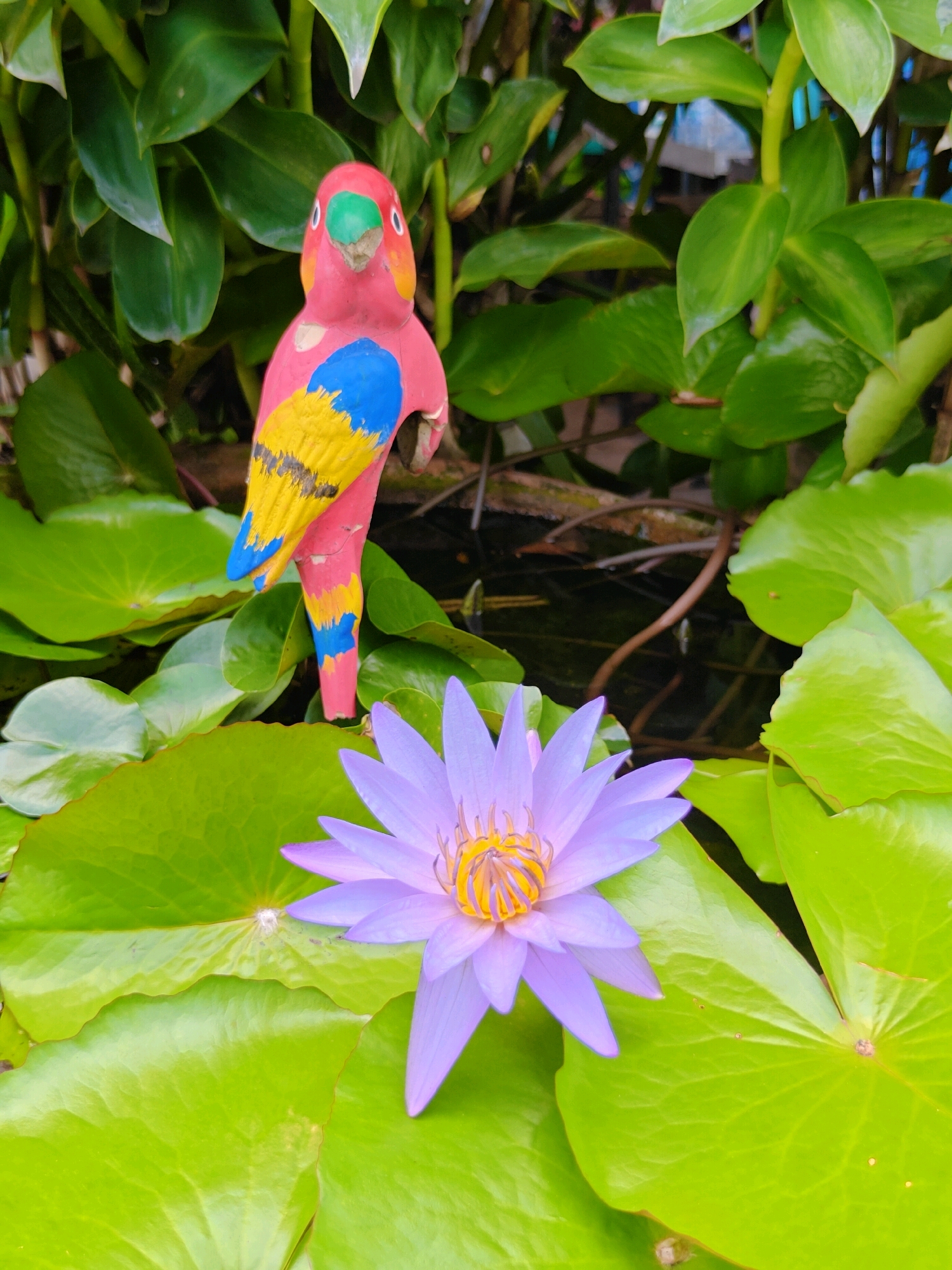 A vibrant statue of a pink parrot with blue and yellow accents stands near a tranquil pond in Phra Nakhon Si Ayutthaya City Municipality, Thailand. The parrot, positioned slightly off-center to the left, is surrounded by lush green lily pads and a delicate purple water lily in full bloom. The pond's dark water and submerged branches add depth to the scene. The background features dense green foliage, suggesting a garden or natural setting. The image captures a moment of stillness and natural beauty.