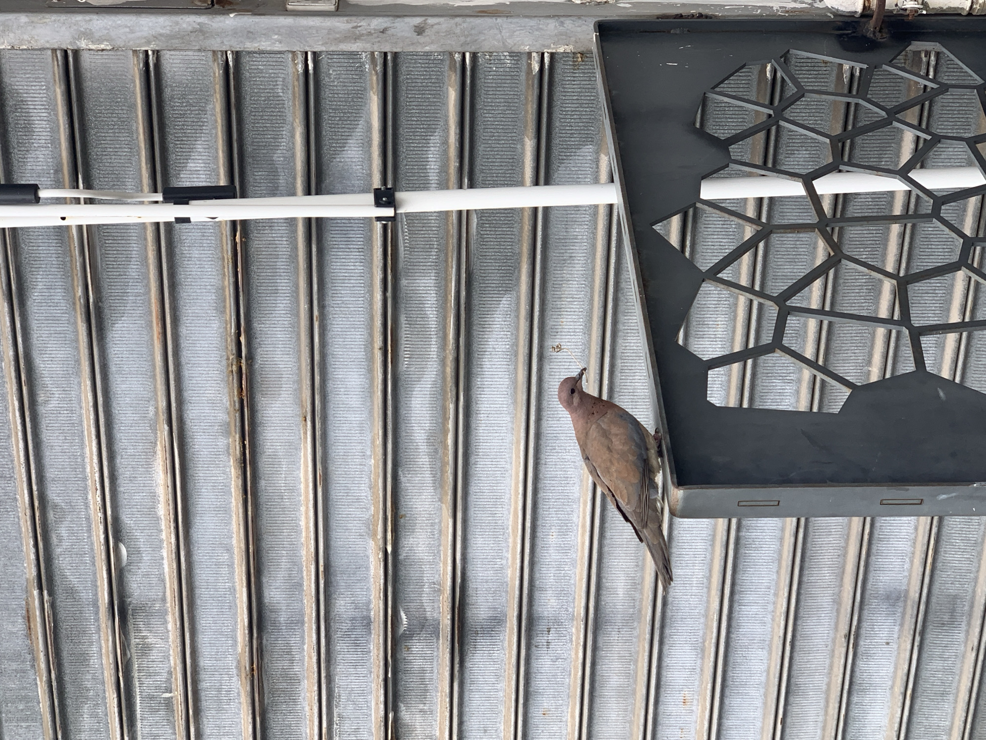 A Eurasian collared dove (Streptopelia decaocto) is perched on the edge of a gray metal grate structure, likely an air conditioning unit or ventilation system. The backdrop is a corrugated metal ceiling with linear patterns. A white pipe is suspended horizontally across the ceiling. The location is implied to be Tel Aviv, Israel, but there are no visual indicators confirming this.
