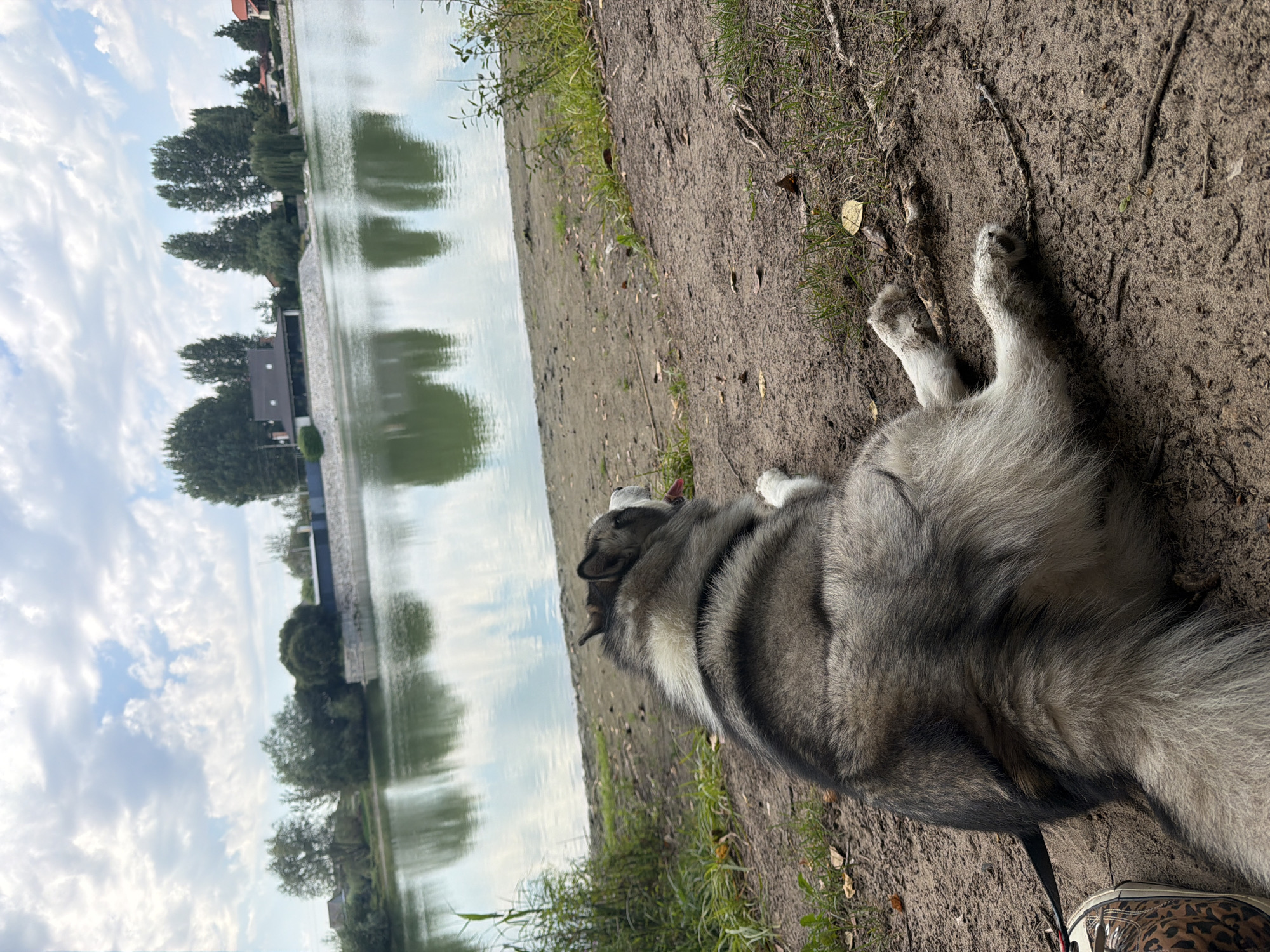 A medium shot shows a large, fluffy husky dog lying on a sandy bank next to a tranquil body of water. The dog is facing away from the camera, looking towards the water. Its tongue is slightly out. The water is calm and reflects the overcast sky and the trees and buildings on the opposite bank. The bank is covered in sand, with some grass and scattered leaves. In the background, there are several trees and some buildings, suggesting a park or recreational area. A portion of a person's shoe with a leopard print design is visible in the lower left corner of the frame. The overall scene depicts a peaceful outdoor setting. The location is identified as Узюково, Russia, though no specific landmarks within the city are identifiable from the image itself.