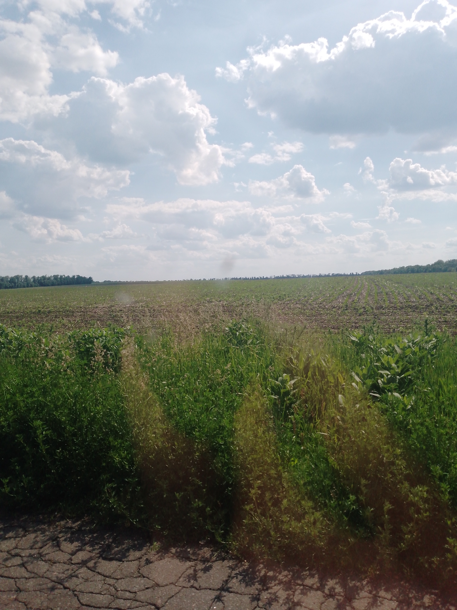 This image captures a rural agricultural landscape, presumed to be located in Ruda, Ukraine, under a partly cloudy sky during daylight. The upper portion of the frame features a light blue sky with numerous white, cumulus-type clouds; a bright light source, consistent with the sun, is present towards the upper right, creating a distinct glare. The horizon is defined by a distant, dark green treeline spanning the width of the image.
Below the horizon, vast cultivated fields extend towards the foreground. These fields display parallel rows of young, light green plants or crops, with visible dark brown earth between the rows, indicating recent planting or early growth.
The immediate foreground is dominated by dense, uncultivated green vegetation, including grasses and broadleaf plants, obscuring the field's edge. The very bottom of the frame reveals a section of dark, cracked asphalt pavement, indicative of a road or rural track. No individuals, animals, or overt human activities are present within the scene.