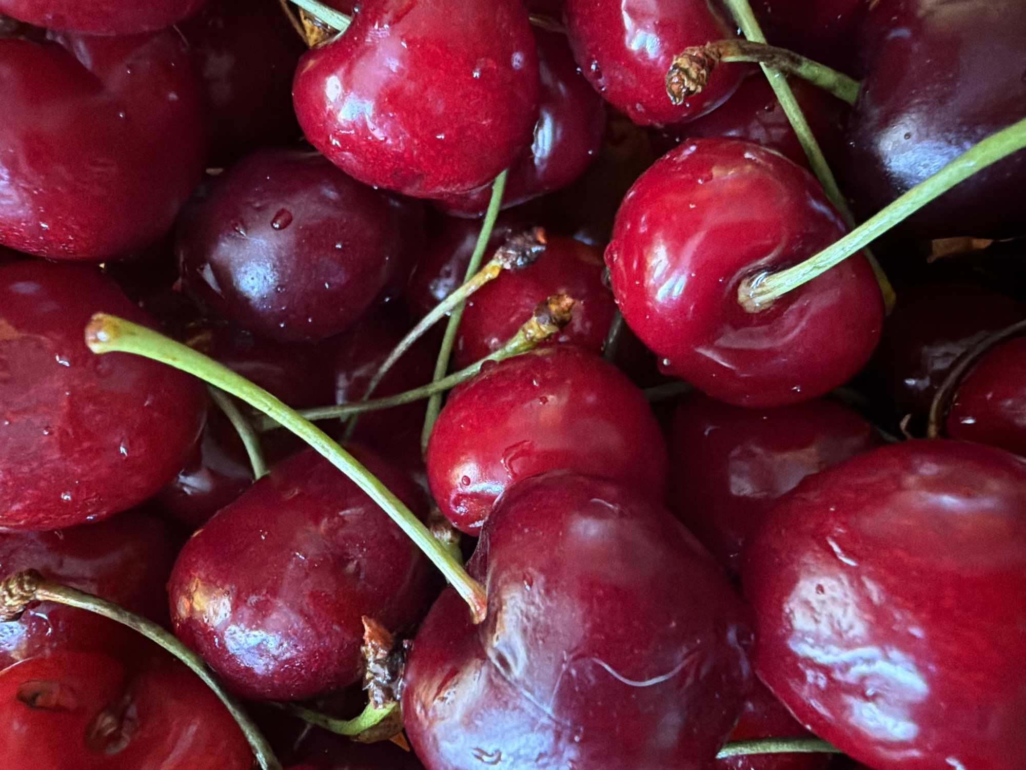 A close-up, vibrant image captures a large quantity of fresh, dark red cherries, originating from Sofia, Bulgaria. The cherries completely fill the frame, creating a sense of abundance and depth. Each cherry is plump and glossy, coated with numerous small water droplets that reflect light, giving them a glistening appearance. The surfaces range in shade from bright, rich red where light hits directly, to deeper, darker maroon tones in shadowed areas.
Many cherries still have their bright green stems attached, which intertwine throughout the cluster. Some stems are partially obscured, while others are clearly visible, showcasing their natural, slightly textured appearance. The stems vary in color, with some appearing a lighter, more vibrant green and others a slightly darker, duller green, sometimes with brownish tips where they were picked.
The composition is tightly cropped, emphasizing the texture and freshness of the fruit. The focus is sharp on most of the cherries, highlighting the details of the water droplets and the smooth skin. There is no discernible activity taking place, but the wet appearance suggests the cherries have been recently washed or are very fresh. No people or artificial objects are visible, and there is no visible text. The lighting appears soft, enhancing the natural colors and sheen of the fruit.