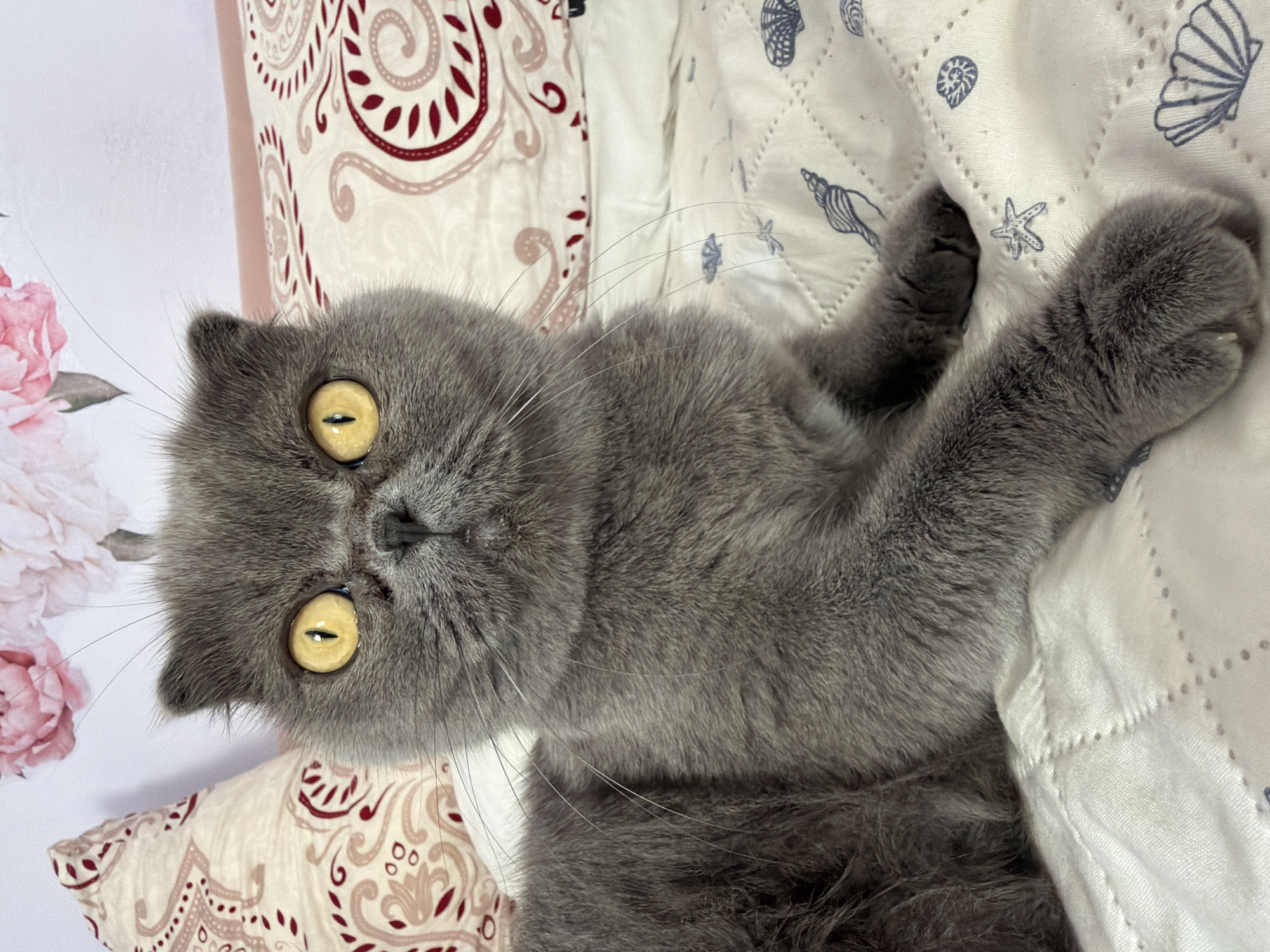 A grey Scottish Fold cat is lying on a white quilted blanket adorned with seashells. The cat has large, round, yellow eyes and prominent whiskers. In the background, there are two pillows; one is a light beige with a red paisley pattern, and the other has a light pink floral design. The scene appears to be indoors, possibly in a bedroom. There is no discernible location in the city of Gdańsk, Poland visible in the image.
