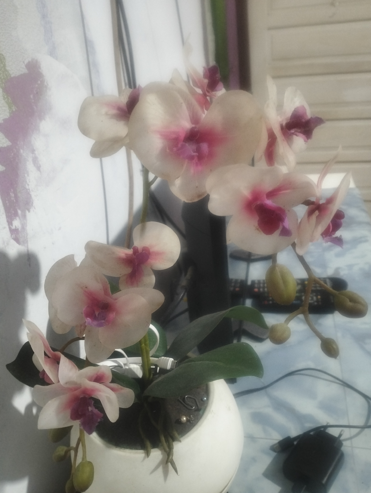 A close-up, slightly overexposed indoor shot features a potted orchid plant with delicate white and pink petals and several green buds. The plant is in a white ceramic pot. In the background, a black electronic device, possibly a TV remote or charger, is visible on a blue tiled surface. The overall environment suggests a domestic setting, possibly in Dumai City, Indonesia, given the context.