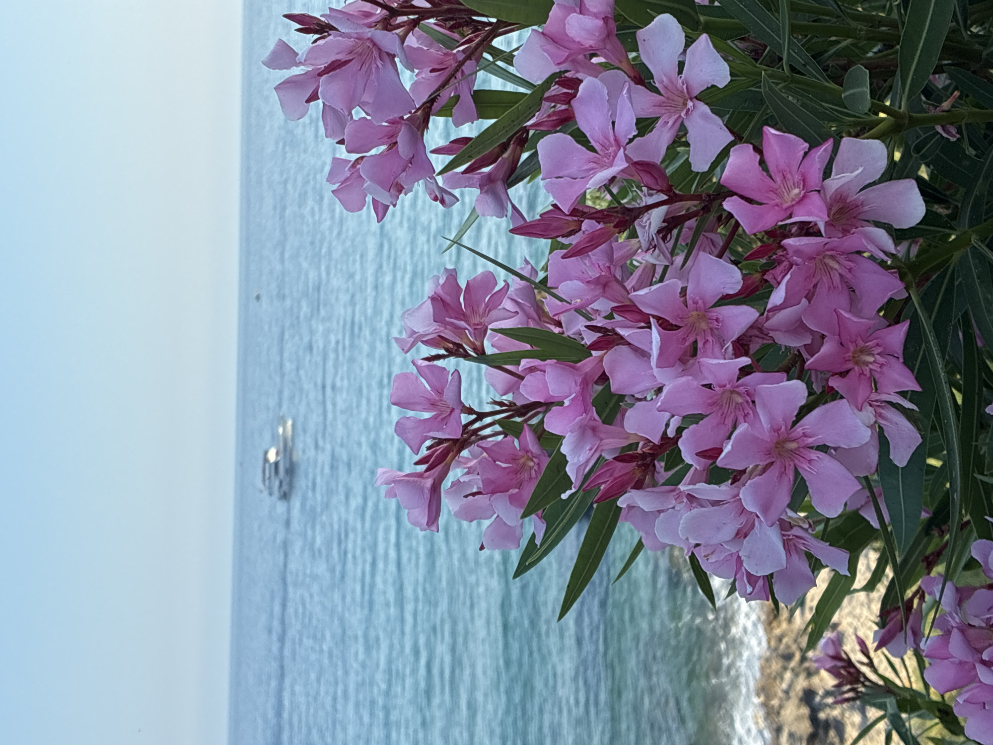 A close-up shot of bright pink oleander flowers dominates the foreground of the image, with their delicate petals unfurling against a backdrop of the turquoise Mediterranean Sea. In the distance, a white motorboat navigates the calm waters, with a faint horizon line separating the sea from a pale blue sky. The rocky shoreline is visible in the lower left quadrant of the image. The scene is likely from Alanya, Turkey, given its coastal location and the prevalence of oleander plants. There are no people visible in the image.
