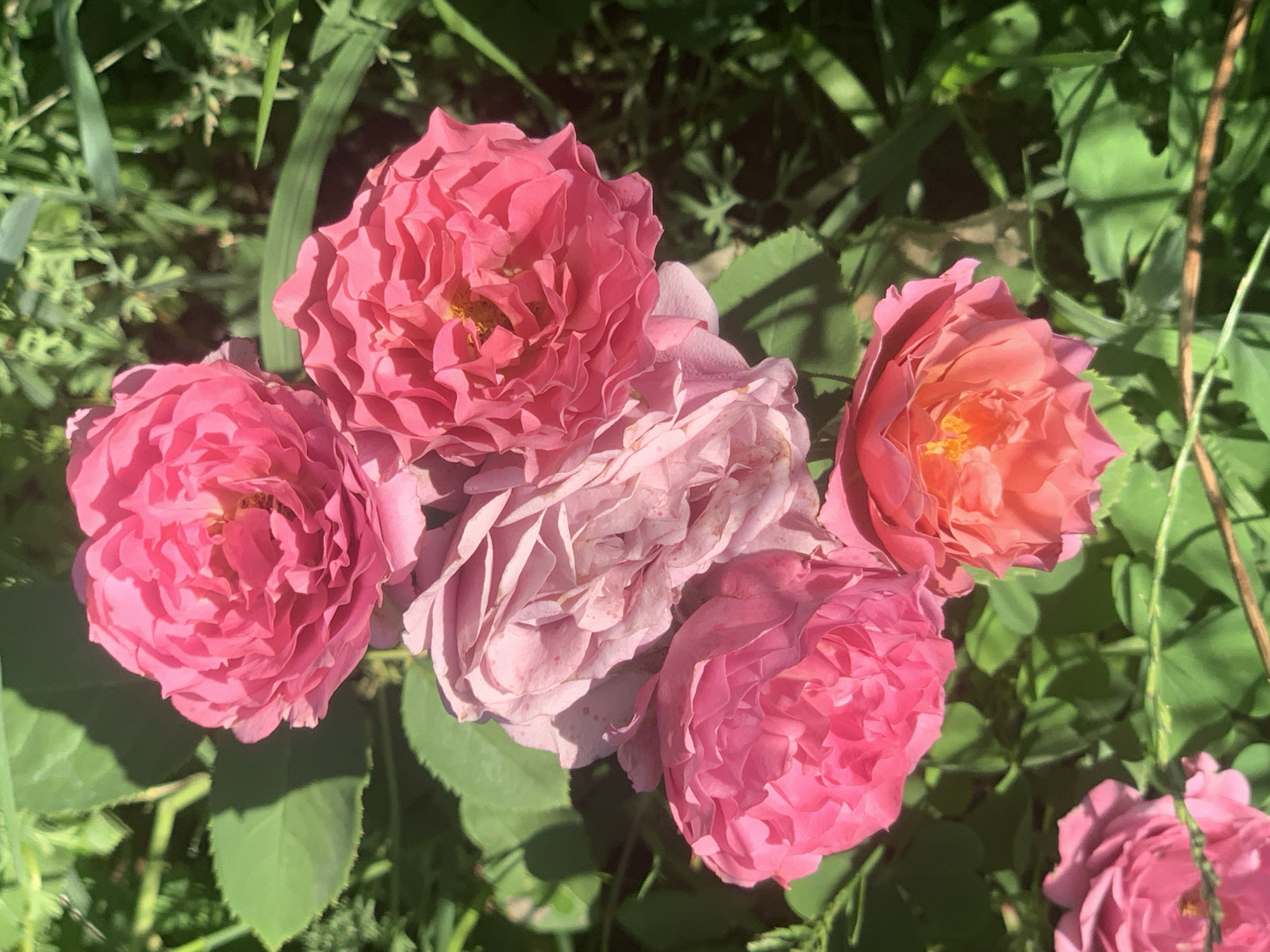 A high-angle, close-up shot focuses on a cluster of five pink and peach-toned roses in various stages of bloom. The roses are nestled amongst lush green foliage, which casts dappled shadows across the scene. The lighting suggests a sunny outdoor environment. The roses are the primary subjects, with intricate petal formations visible on each bloom. One rose in the lower right exhibits a gradient from deep peach to lighter pink. The surrounding greenery is soft and out of focus, creating a bokeh effect that further emphasizes the flowers. No people or man-made structures are visible. The scene is natural and organic.
