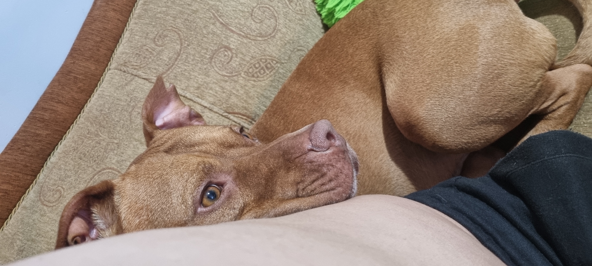 A light brown dog is lying on a couch, with its head resting on a person's arm. The dog's eyes are open, and it is looking to the side. The couch is upholstered in a patterned fabric. The image is taken from a close-up perspective, focusing on the dog's face and upper body. The lighting is soft and natural. There is no discernible background beyond the couch and the person's arm. The location is not specified.