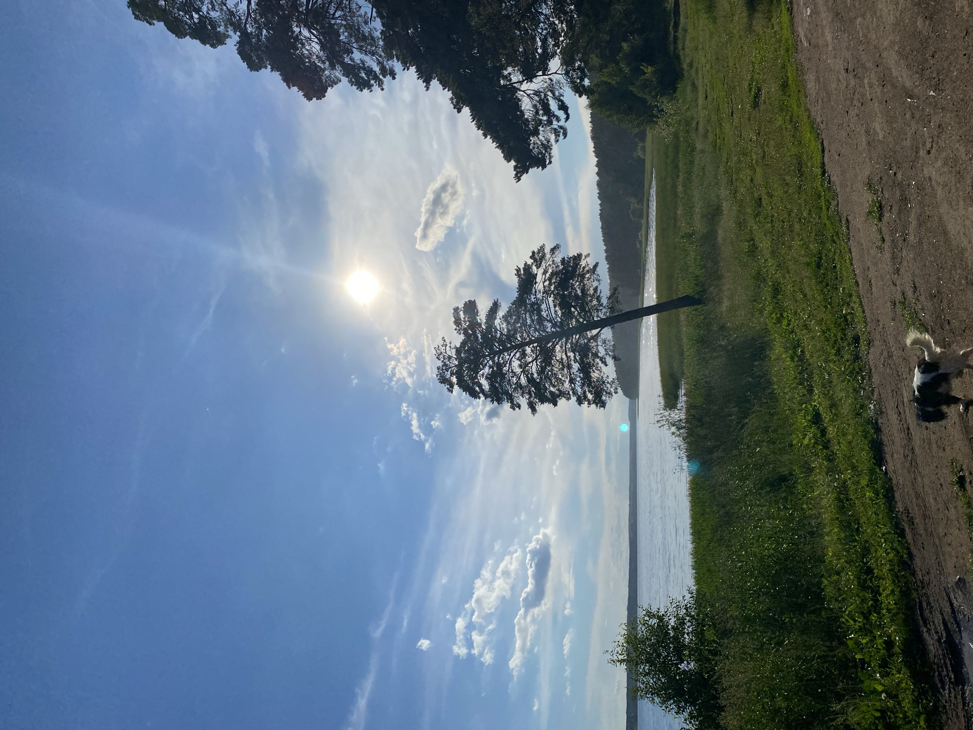 This media file captures a serene, sunlit natural scene with a body of water, lush green grass, and a dirt path. The image is oriented vertically. A bright sun, partially obscured by thin clouds and wispy streaks, illuminates a clear blue sky. Scattered white clouds add texture to the sky. Tall trees with dark foliage line the top and right edges of the frame, casting shadows.
The main subjects are the natural landscape elements: a tranquil lake or river, a grassy embankment, and a path. A single, solitary tree stands prominently near the water's edge, leaning slightly. On the right side of the dirt path, a black and white dog is visible, walking away from the camera. The scene suggests a peaceful outdoor environment, possibly a park or a trail by a lake.
The time of day appears to be late morning or early afternoon, given the brightness of the sun and the angle of its rays. The weather is clear and sunny, with a few scattered clouds. The presence of the dog implies that this is a location where people walk their pets. The overall mood is calm and tranquil. No visible text is present in the image. The location context provided is Votkinsk, Russia.
