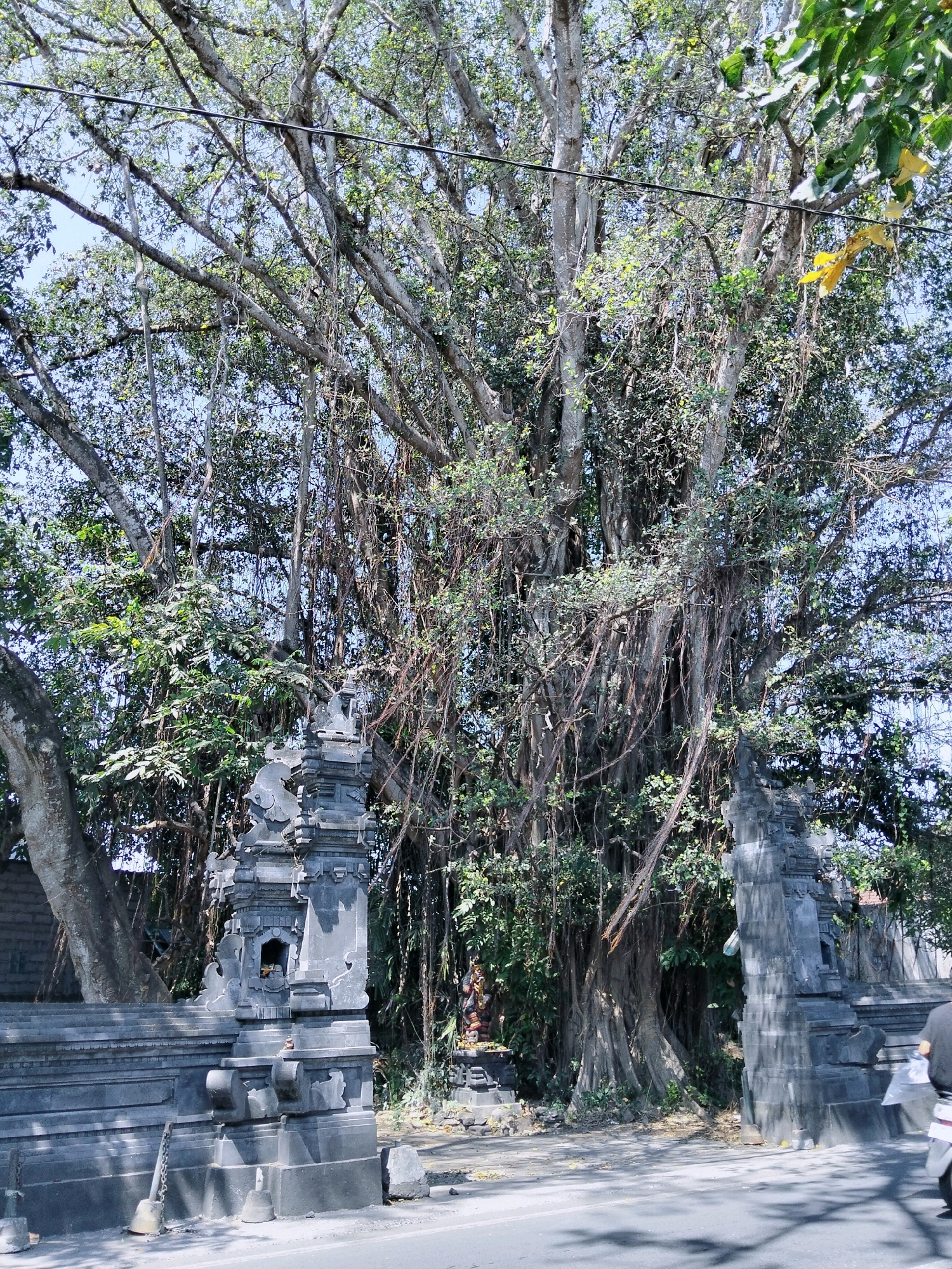 The image captures a view of a large banyan tree with numerous aerial roots, positioned behind intricately carved gray stone temple gates. The gates feature tiered structures with decorative elements and small alcoves. To the left of the main gate structure, a low stone wall extends horizontally. A metal chain with a bell attached is visible near the base of the left gate. In the background, more lush green foliage is visible, and a statue of a deity can be seen in an alcove to the right of the left gate, partially obscured by the tree's roots. A person on a motorcycle, wearing dark clothing and a white garment wrapped around their arm, is partially visible on the right side of the frame, facing away from the camera and moving to the right. The scene appears to be on a paved road, with shadows cast by the tree and structures onto the road surface. The sky above is a clear blue. This scene is characteristic of the Pura Besakih temple complex in Denpasar, Indonesia, known for its grand banyan trees and traditional Balinese temple architecture.