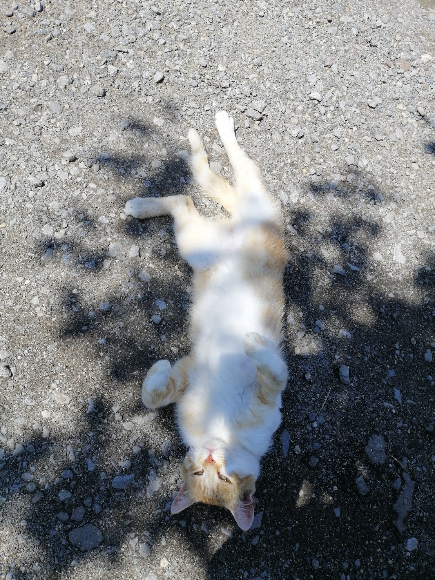 A ginger and white cat lies on its back on a gravel surface, with its paws in the air. The cat's eyes are partially closed and its mouth is slightly open, giving it a relaxed or playful appearance. Shadows of leaves and branches are cast on the ground, suggesting the cat is outdoors in a shaded area. The location is identified as Lanivtsi, Ukraine.