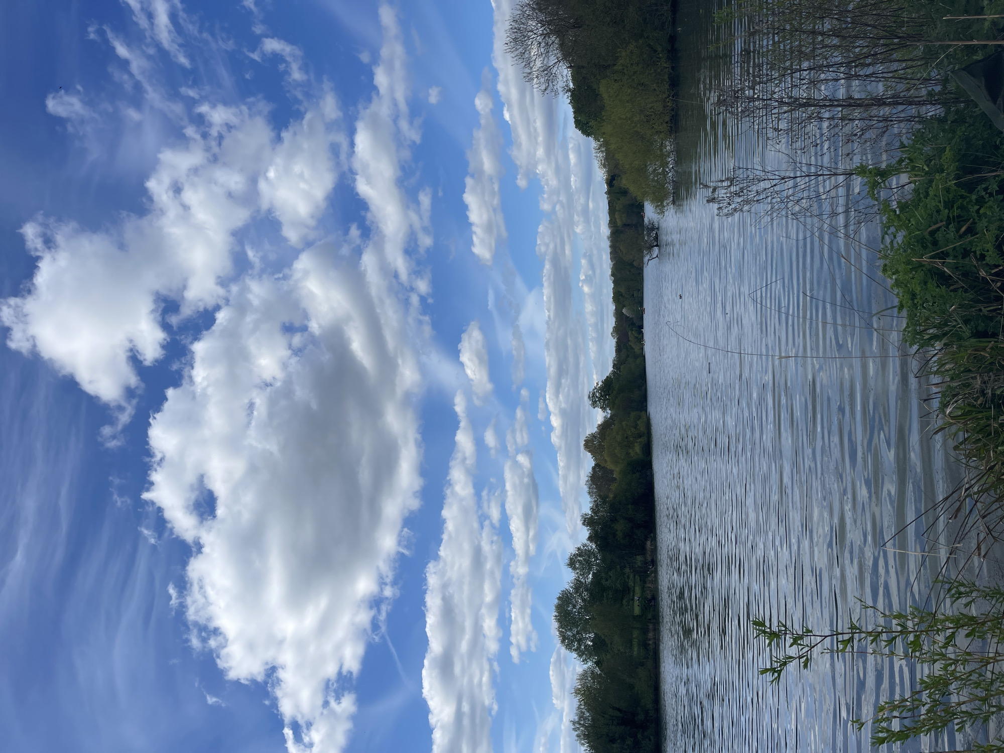 The image captures a water body, likely a river or lake, under a partly cloudy sky. The sky is a mix of bright blue and white cumulus clouds arranged in elongated formations. The water surface is rippled, reflecting the sky's light. Trees line the edge of the water. Some branches and foliage are visible in the foreground, suggesting a close proximity to the water's edge. The photograph might have been taken near Maidstone, United Kingdom, judging by the landscape.