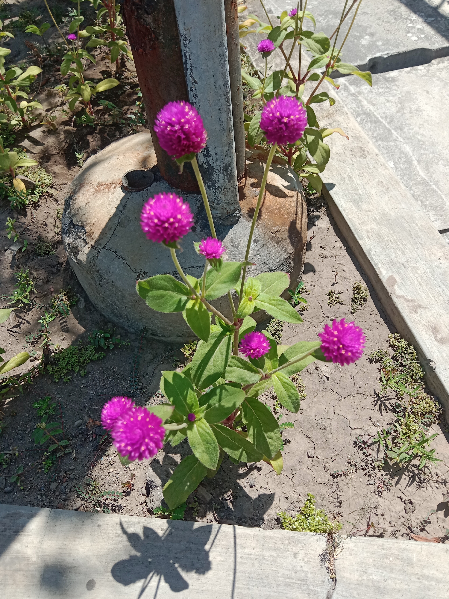 A close-up, high-angle shot captures several globe amaranth flowers (Gomphrena globosa) in bloom, with their vibrant purple spherical flower heads dotting the frame. The flowers are clustered on thin, green stems, interspersed with broad, fuzzy green leaves. The plants are rooted in dry, cracked soil, indicating a possible lack of recent rainfall. In the background, a large, gray, concrete-like object with a rough texture is visible, possibly a decorative garden element or a foundation. To the right, a textured concrete pathway or border runs diagonally across the scene, bathed in bright sunlight. The shadow of a plant is cast on this pathway, suggesting the direction of the sun. The environment appears to be an outdoor garden setting. The presence of cracked soil and sparse vegetation suggests a warm, dry climate, consistent with Surabaya, Indonesia.