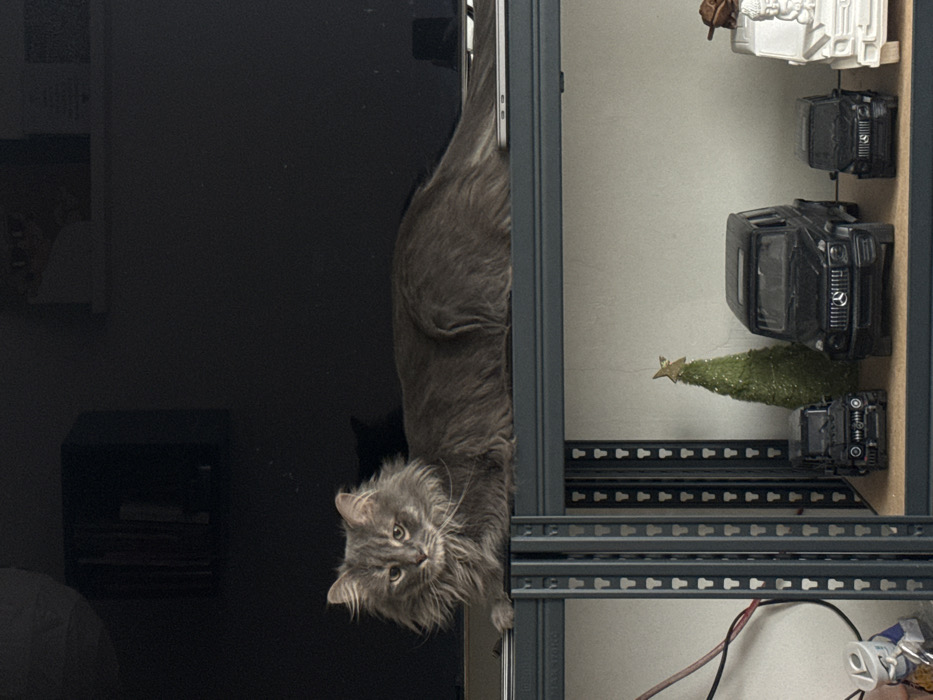 A long-haired, medium-gray cat is observed lying horizontally on the top shelf of a dark gray, open-frame metal shelving unit. Its head is turned slightly to the viewer's left, with light-colored whiskers prominent. The background behind the cat is a large, dark, reflective surface, possibly a television screen or dark wall, showing faint reflections. A smaller, dark object is faintly visible behind the cat's head.
Below the cat, on a lower shelf of the same unit, are several miniature objects arranged on a light-colored surface. From left to right, partially obscured by the shelving frame, red and black electrical wires descend alongside a small silver container. On the shelf, a small green artificial Christmas tree with a gold star topper stands next to three black miniature Mercedes-Benz G-Class SUV models of varying sizes. To the right, a white miniature vehicle, possibly an SUV or truck, features a small white figurine, resembling a Buddha statue, on its hood. The wall behind this shelf is light-colored. The image does not contain identifiable features to determine a specific location within Moscow, Russia.